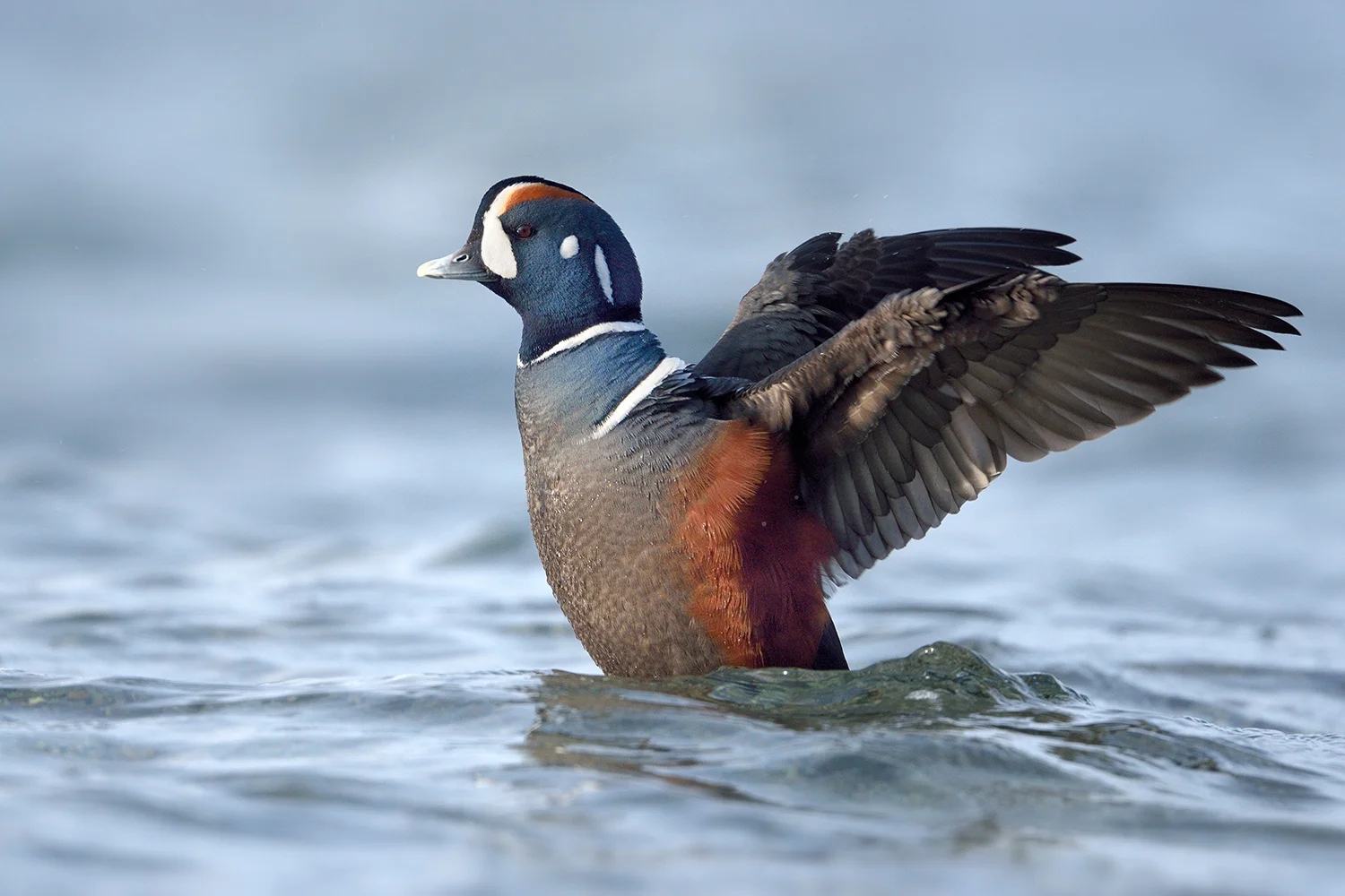 Harlequin Duck