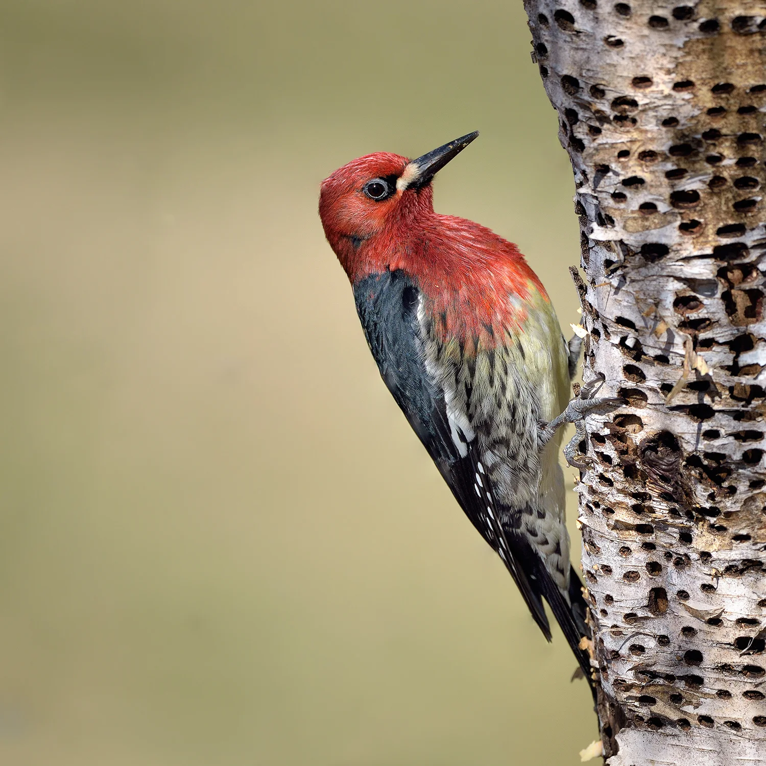 sapsucker.jpg