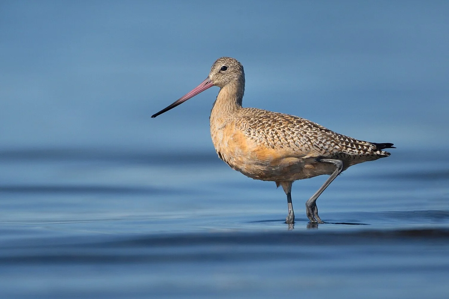 Marbled Godwit, BC