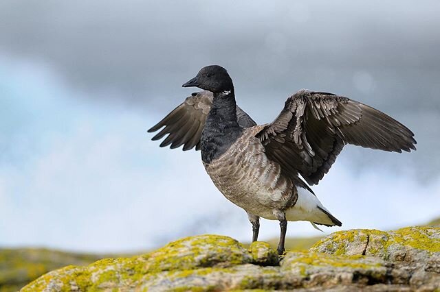 Brent Goose, France 🇫🇷