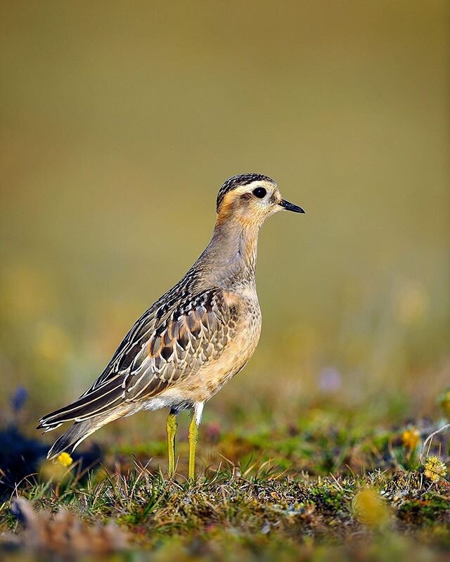 Eurasian Dotterel, juvenile. France 🇫🇷