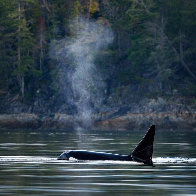 Killer Whale, British Columbia 🇨🇦
