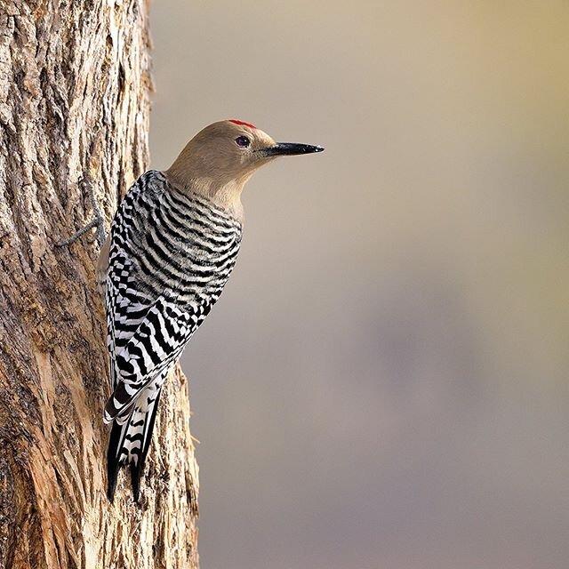 Gila Woodpecker, Arizona 🇺🇸