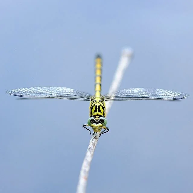 Green-eyed Hooktail, France 🇫🇷