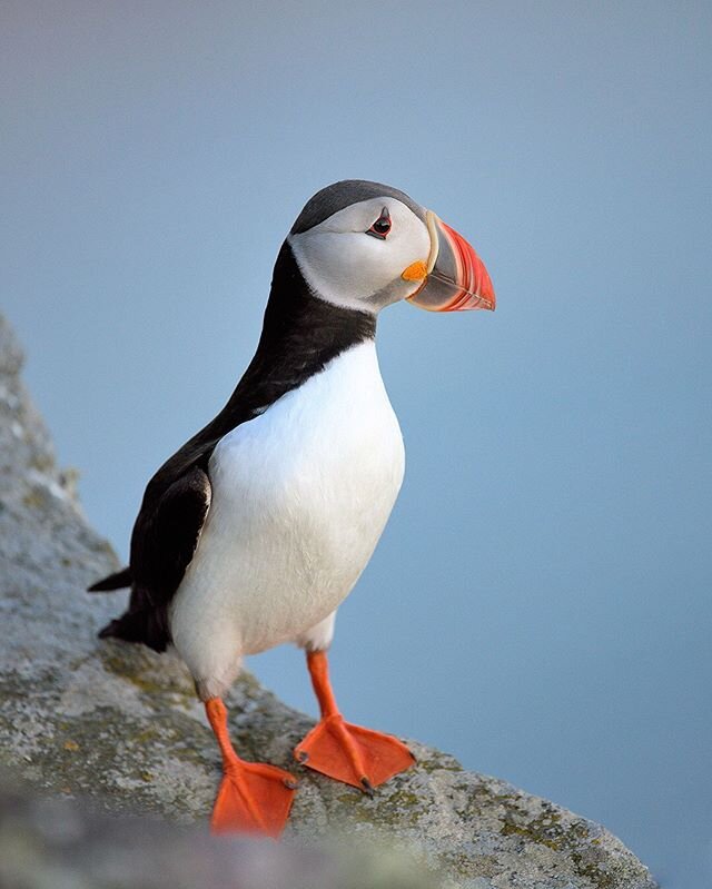 Atlantic Puffin, Norway 🇳🇴