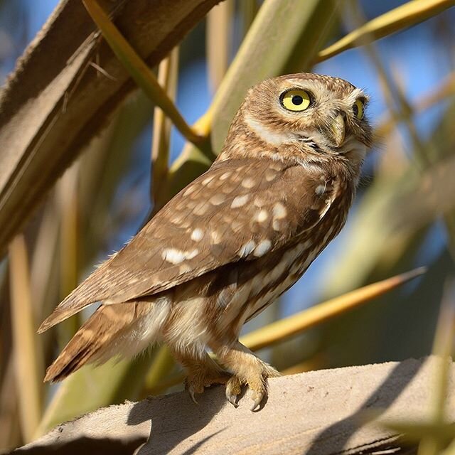 Little Owl, this Owl was resting in a small bush middle of the desert of Morocco 🇲🇦