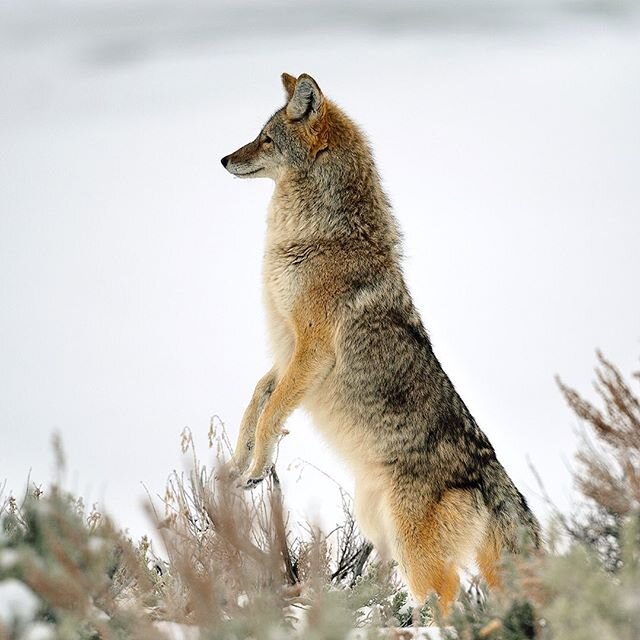 Have you ever seen a Coyote standing up? Wyoming 🇺🇸