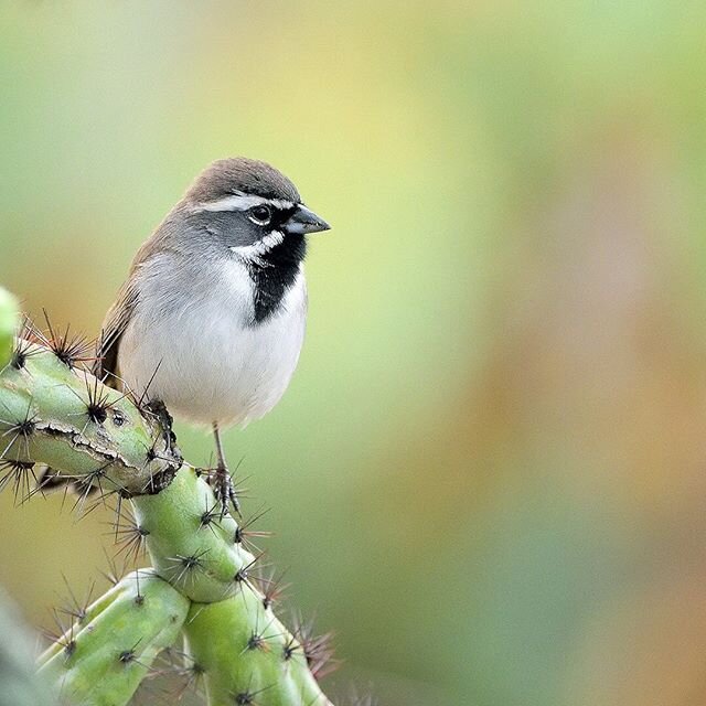Black-throated Sparrow, Arizona 🇺🇸