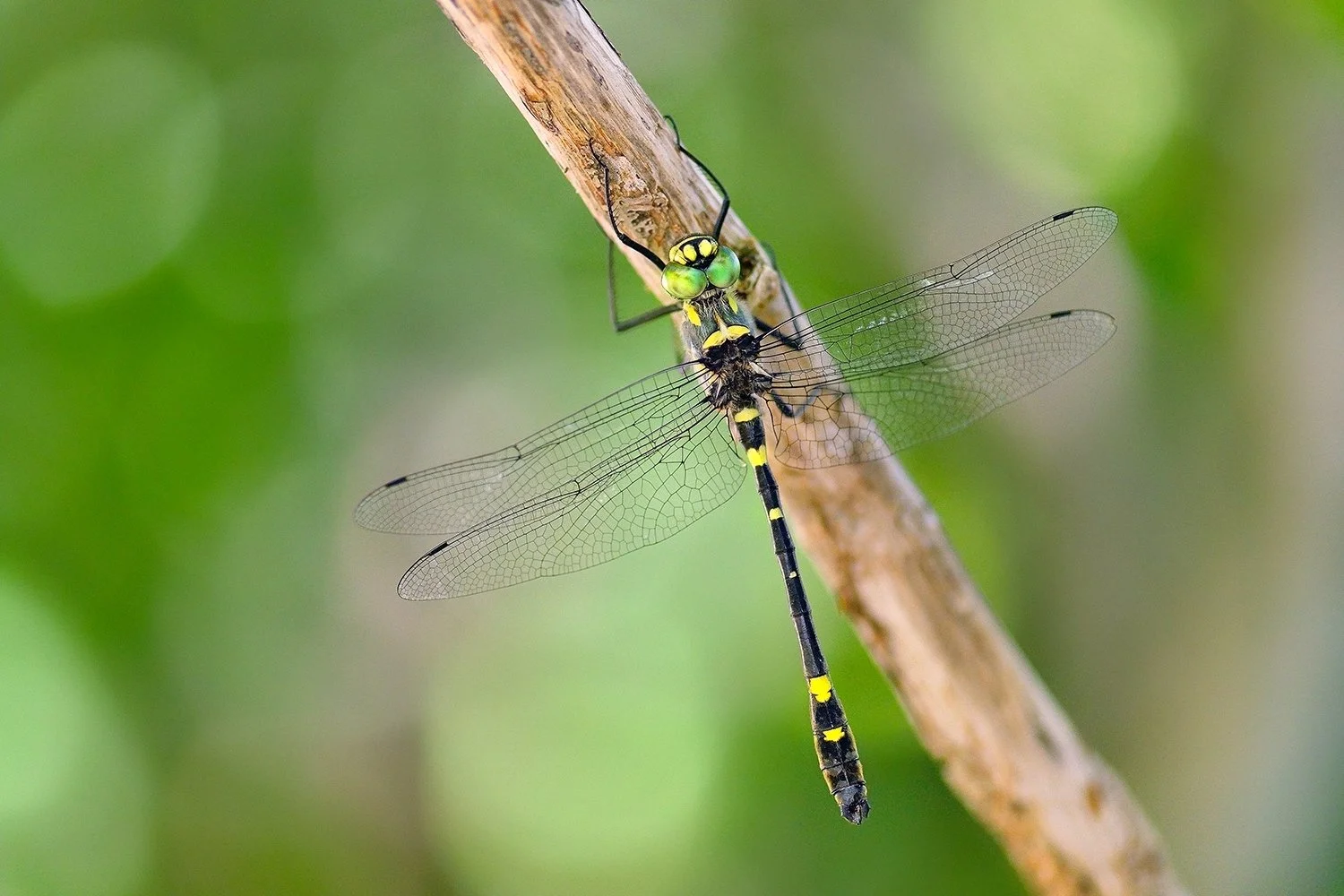 Macromia splendens - Splendid Cruiser, Ardèche France
