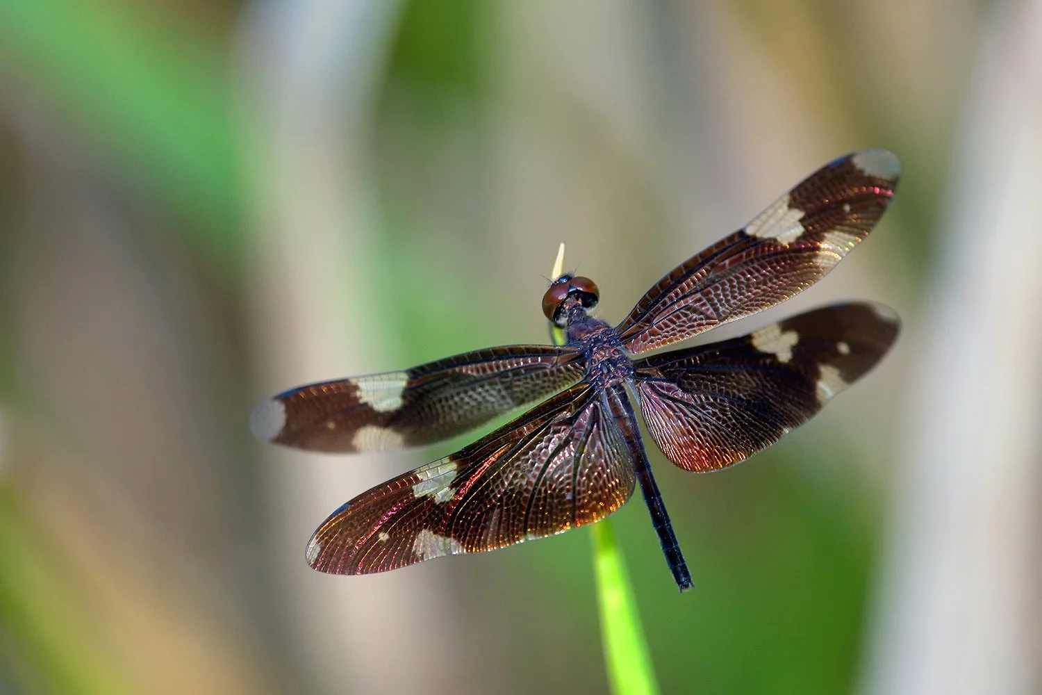 Rhyothemis princeps - Sapphire Flutterer, Queensland Australia