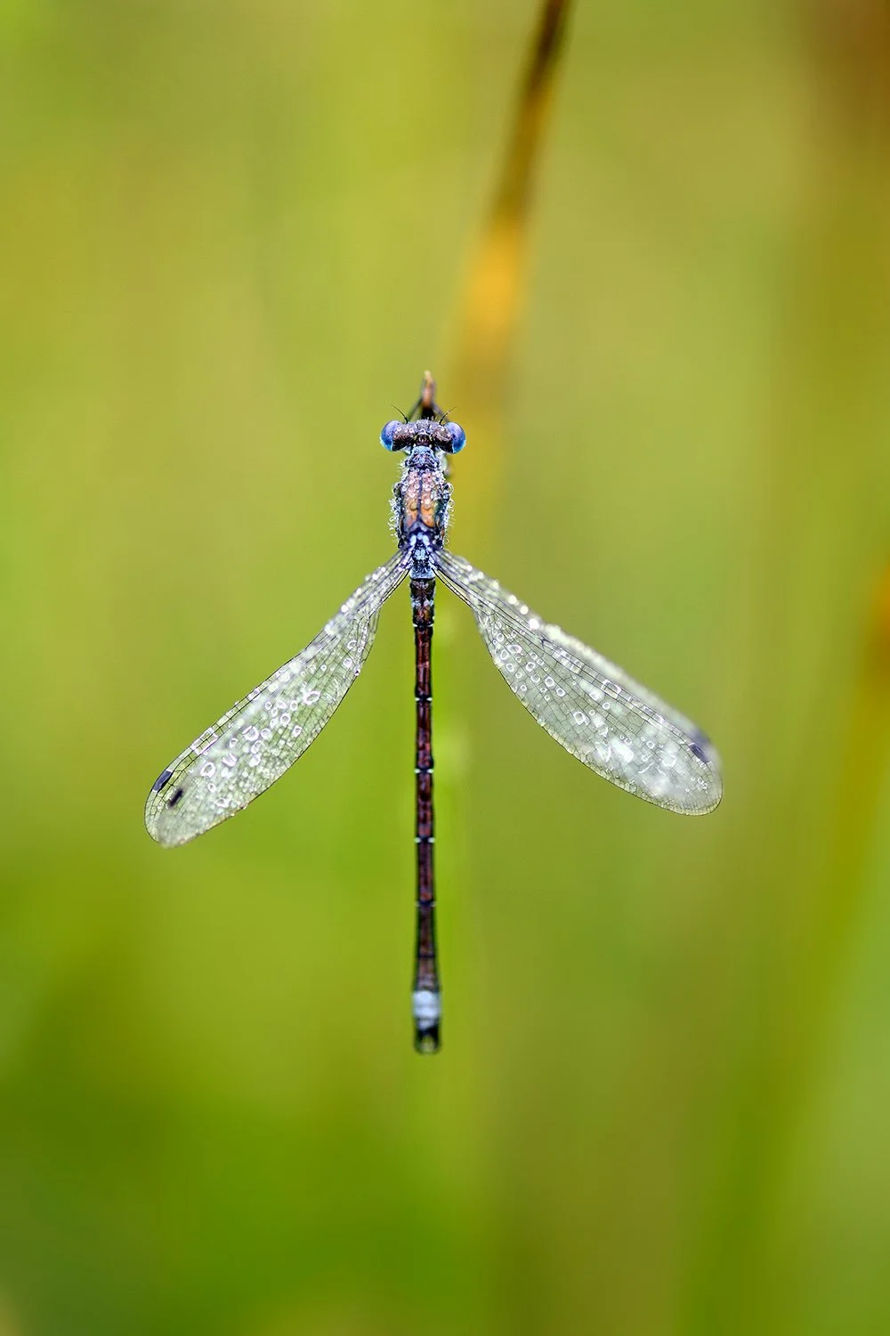 Lestes dryas - Scarce emerald Damselfly, France
