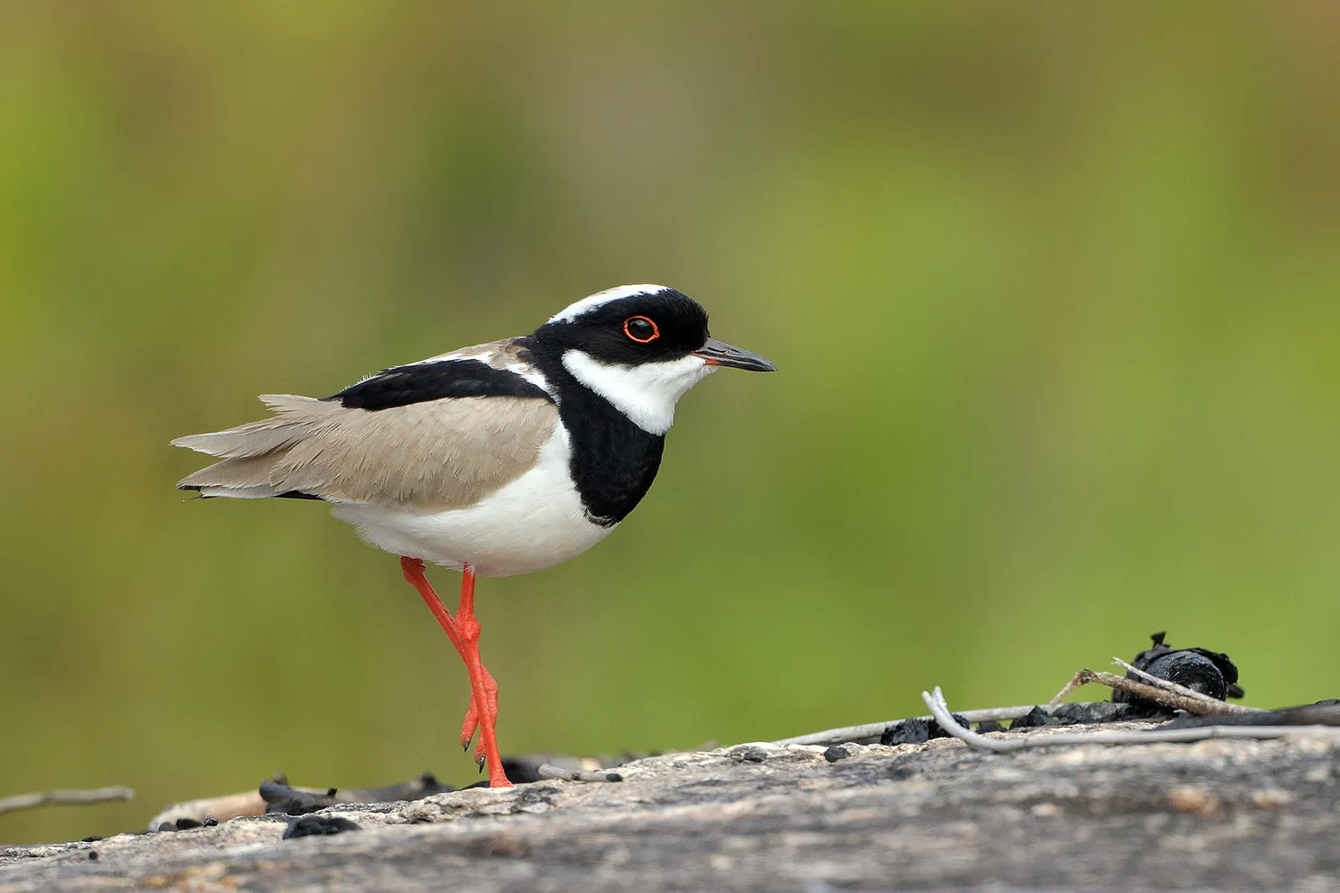 Pied Lapwing