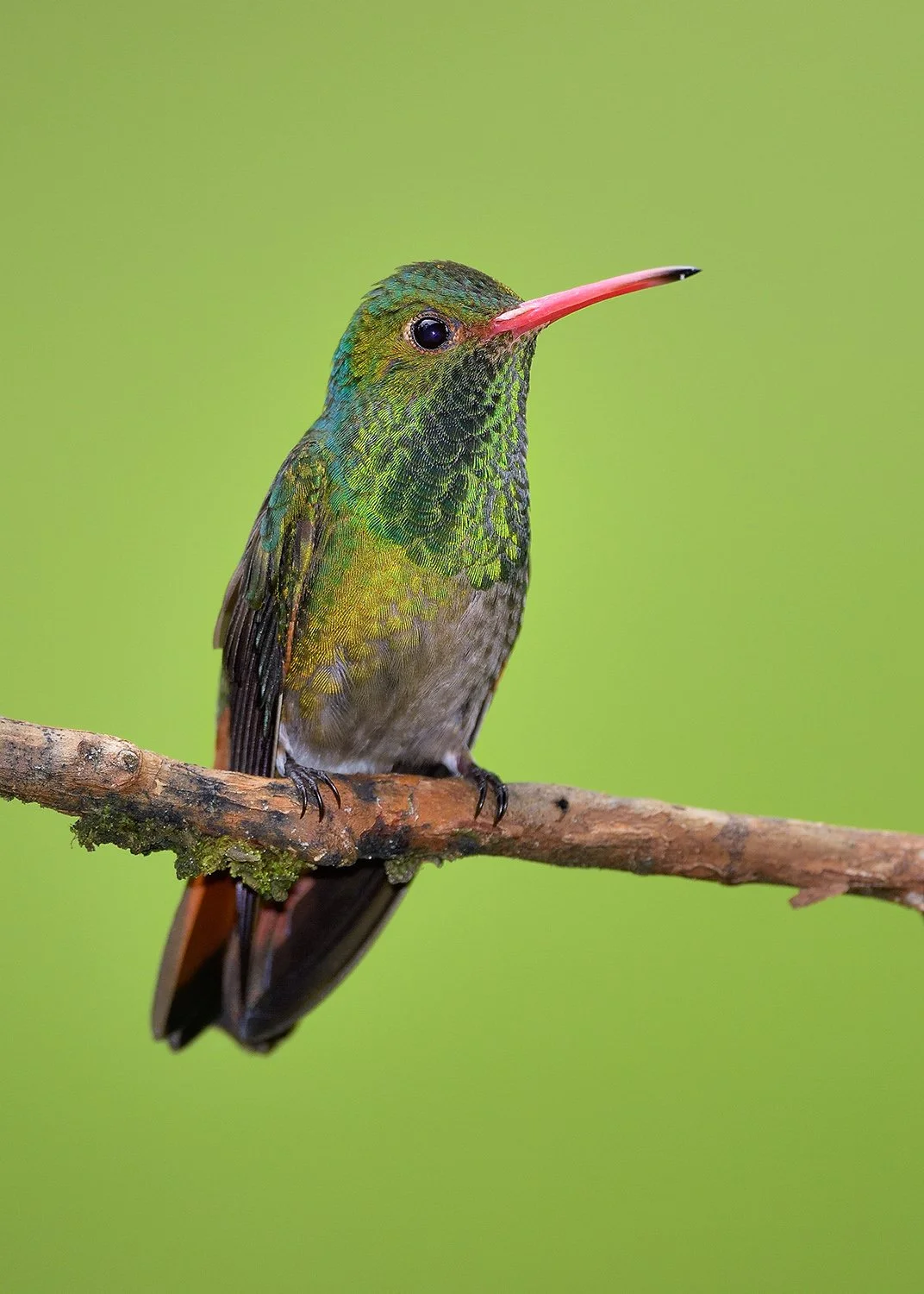 Rufous-tailled Hummingbird