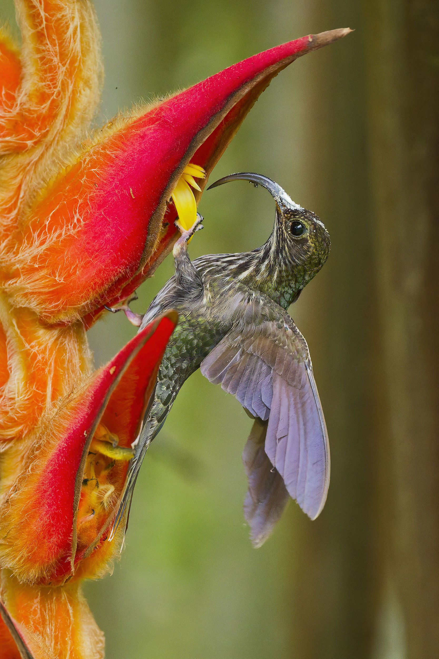 _DSC0262skybilled3long tailed sliky flycatcher.jpg