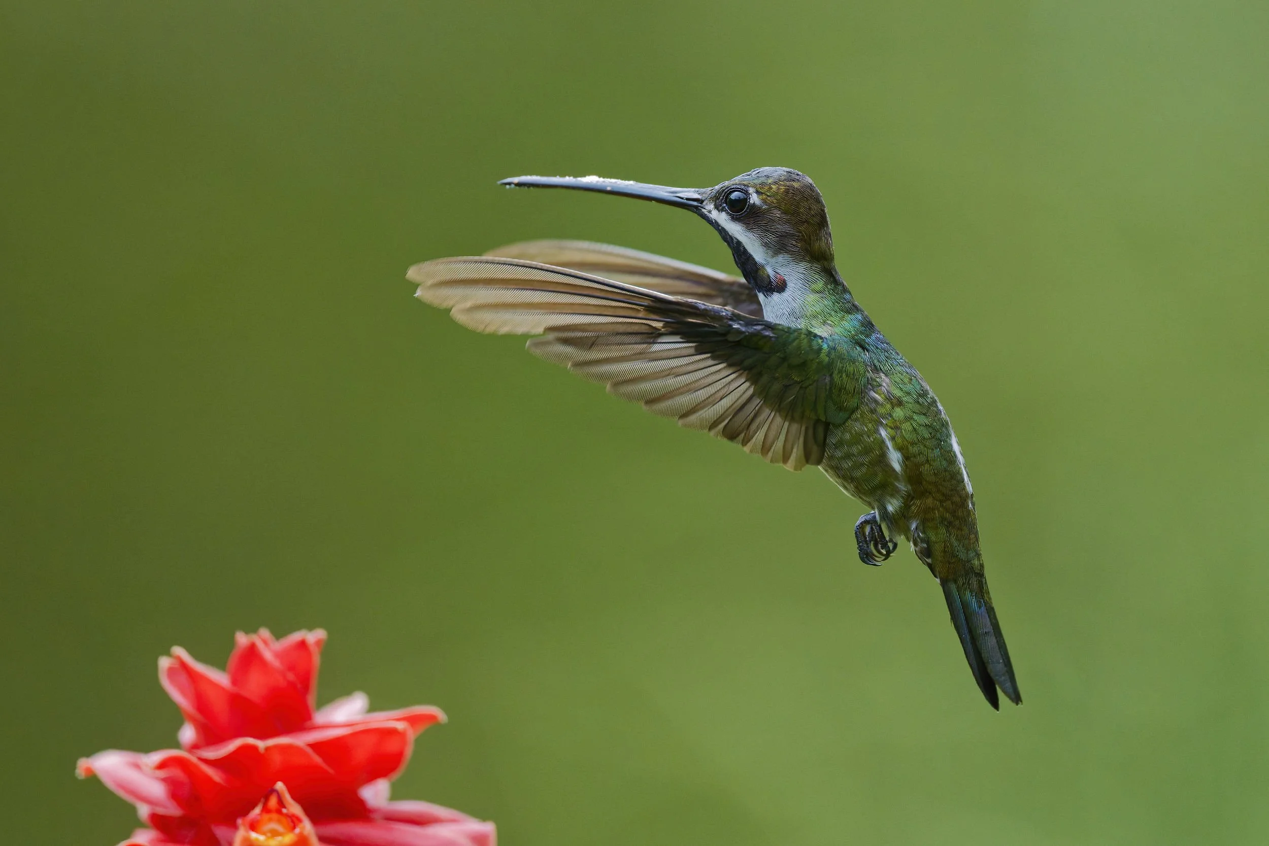 _DSC0495hummer2long tailed sliky flycatcher.jpg