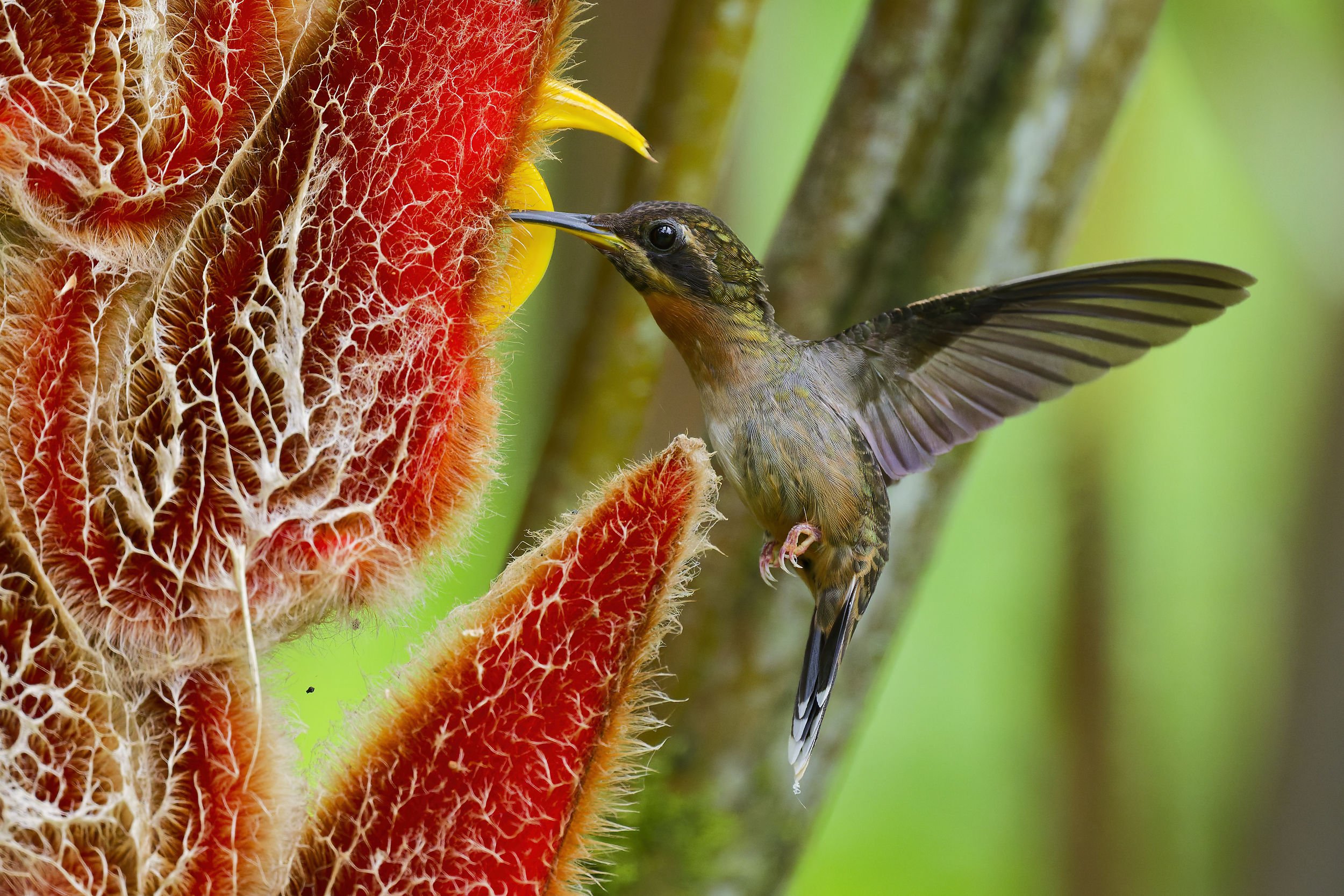 _DSC0685bar throated hummerlong tailed sliky flycatcher.jpg