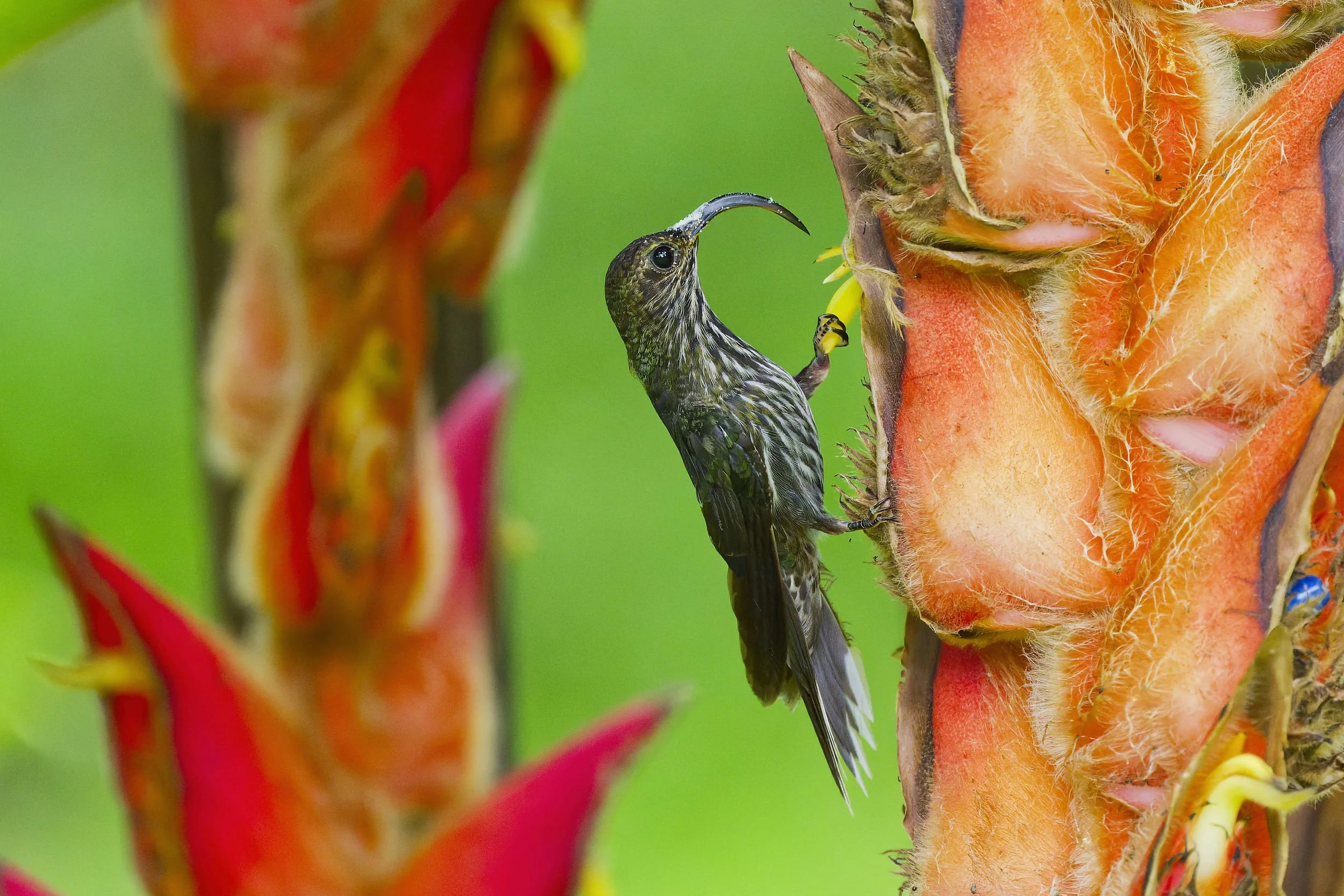 _DSC0710skybilledlong tailed sliky flycatcher.jpg
