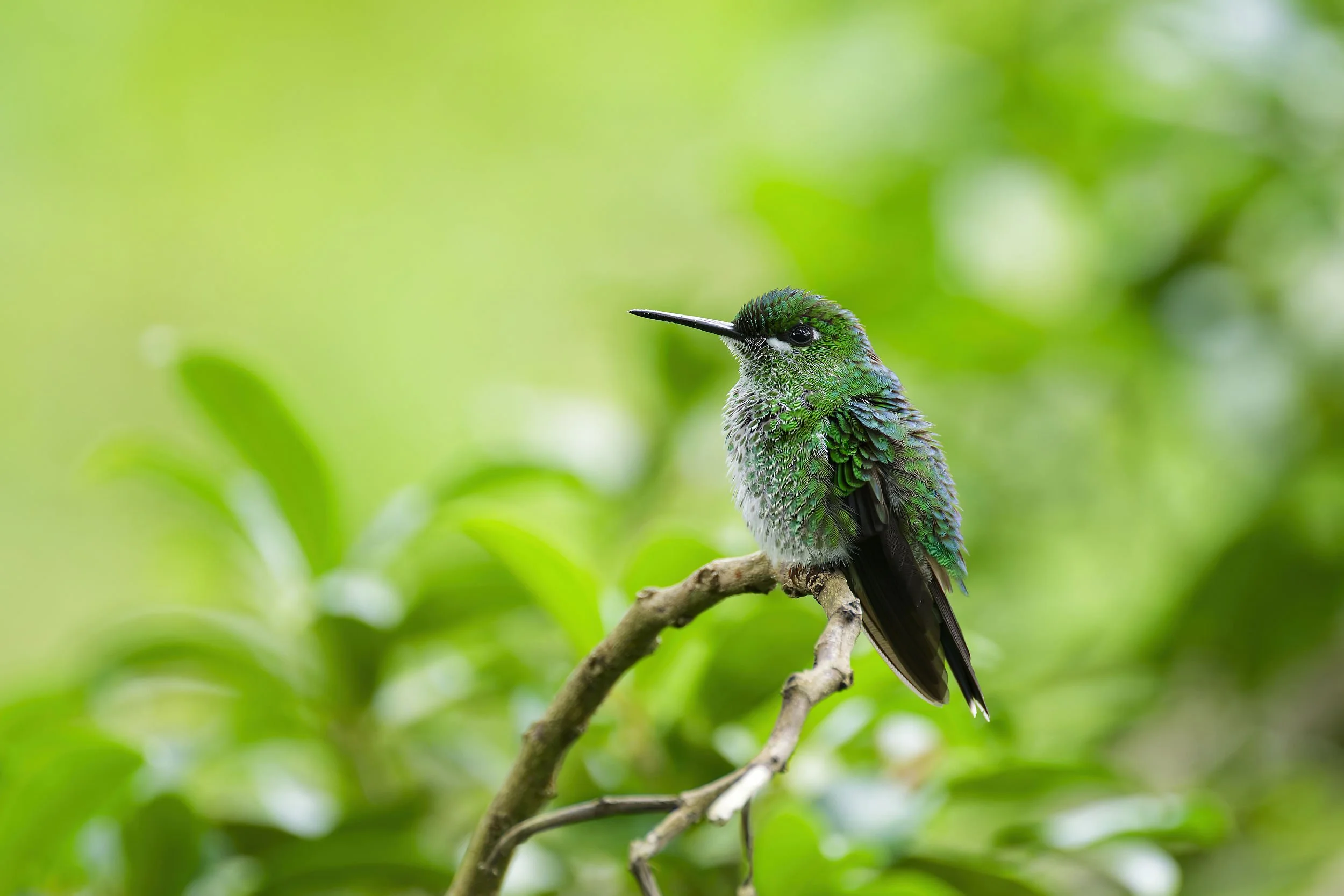 _DSC1408green crowned brilliantlong tailed sliky flycatcher.jpg