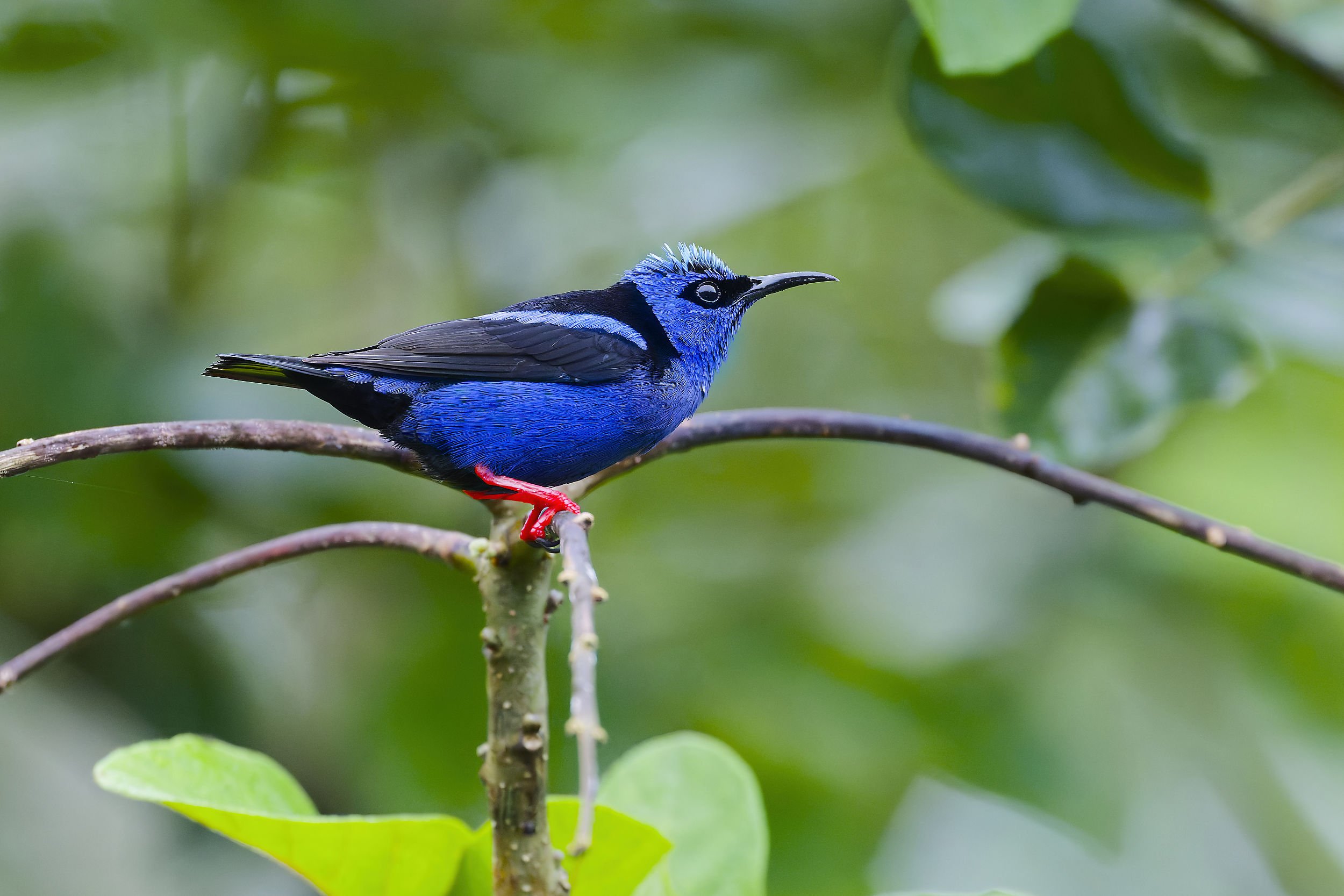 _DSC1788red legged honeycreeper bislong tailed sliky flycatcher.jpg