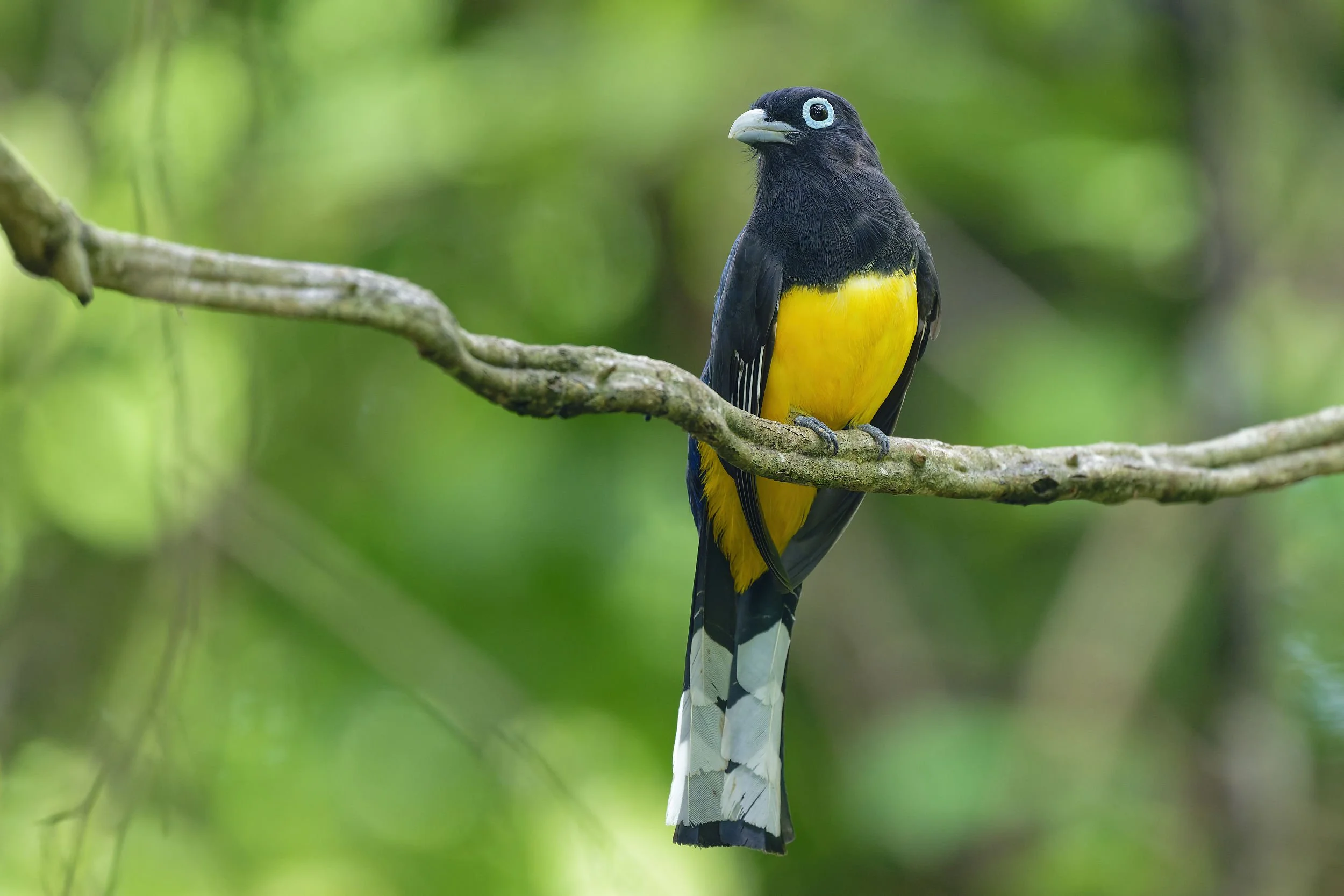 _DSC2126black headed trogon 2long tailed sliky flycatcher.jpg