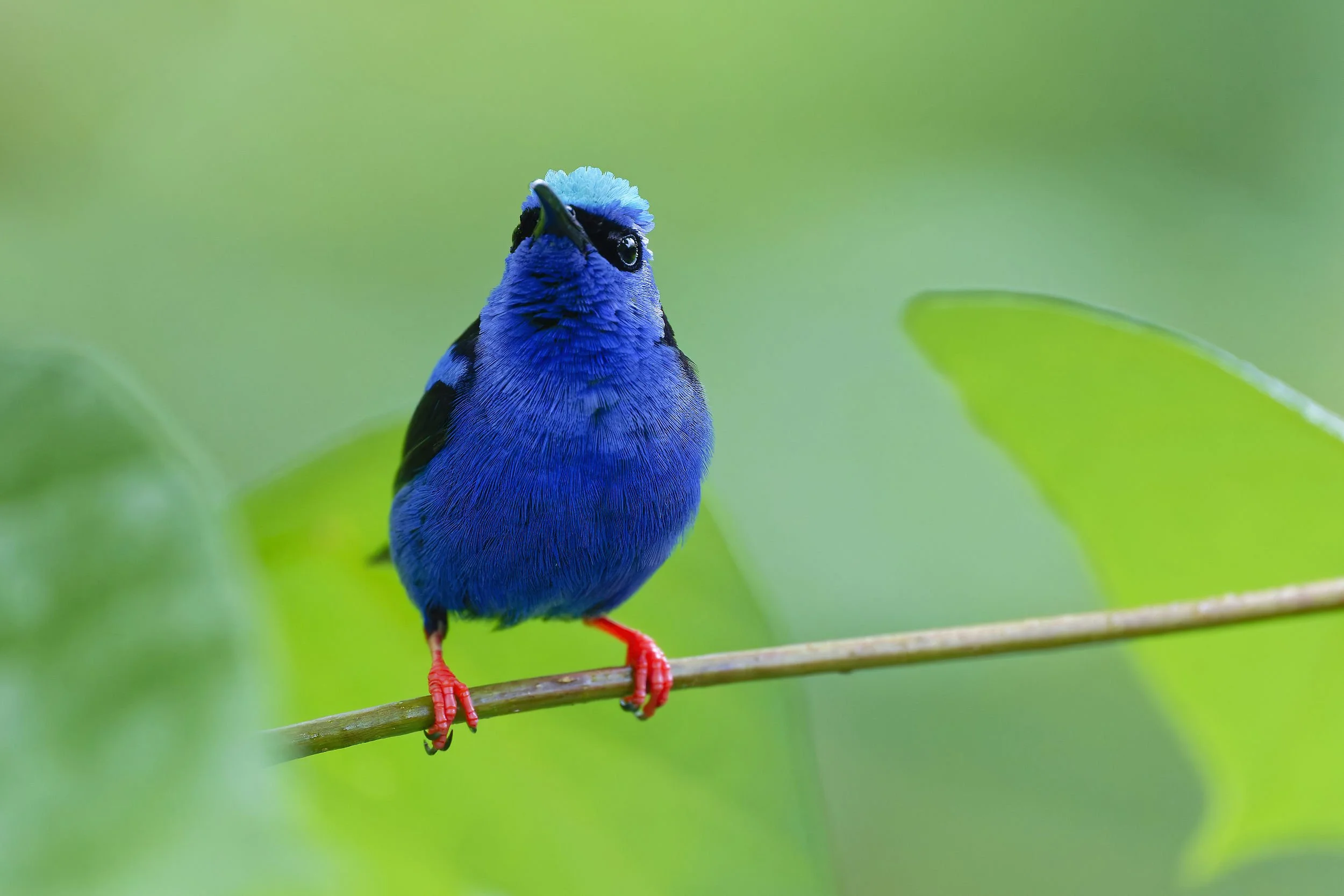 _DSC2186red legged honeycreeper bis2long tailed sliky flycatcher.jpg