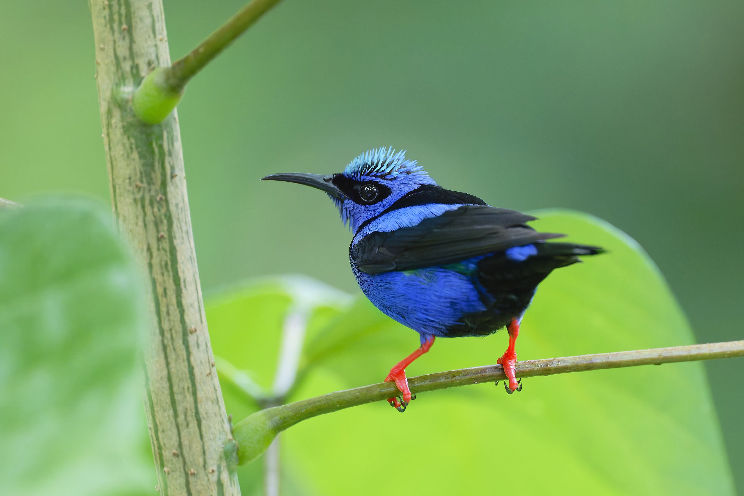 _DSC2215red legged honeycreeper bis3long tailed sliky flycatcher.jpg