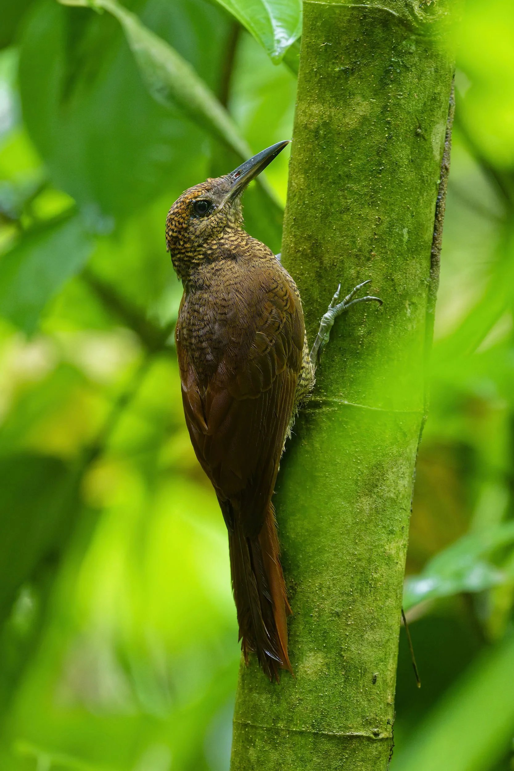 _DSC2268black billed woodcreeper2long tailed sliky flycatcher.jpg