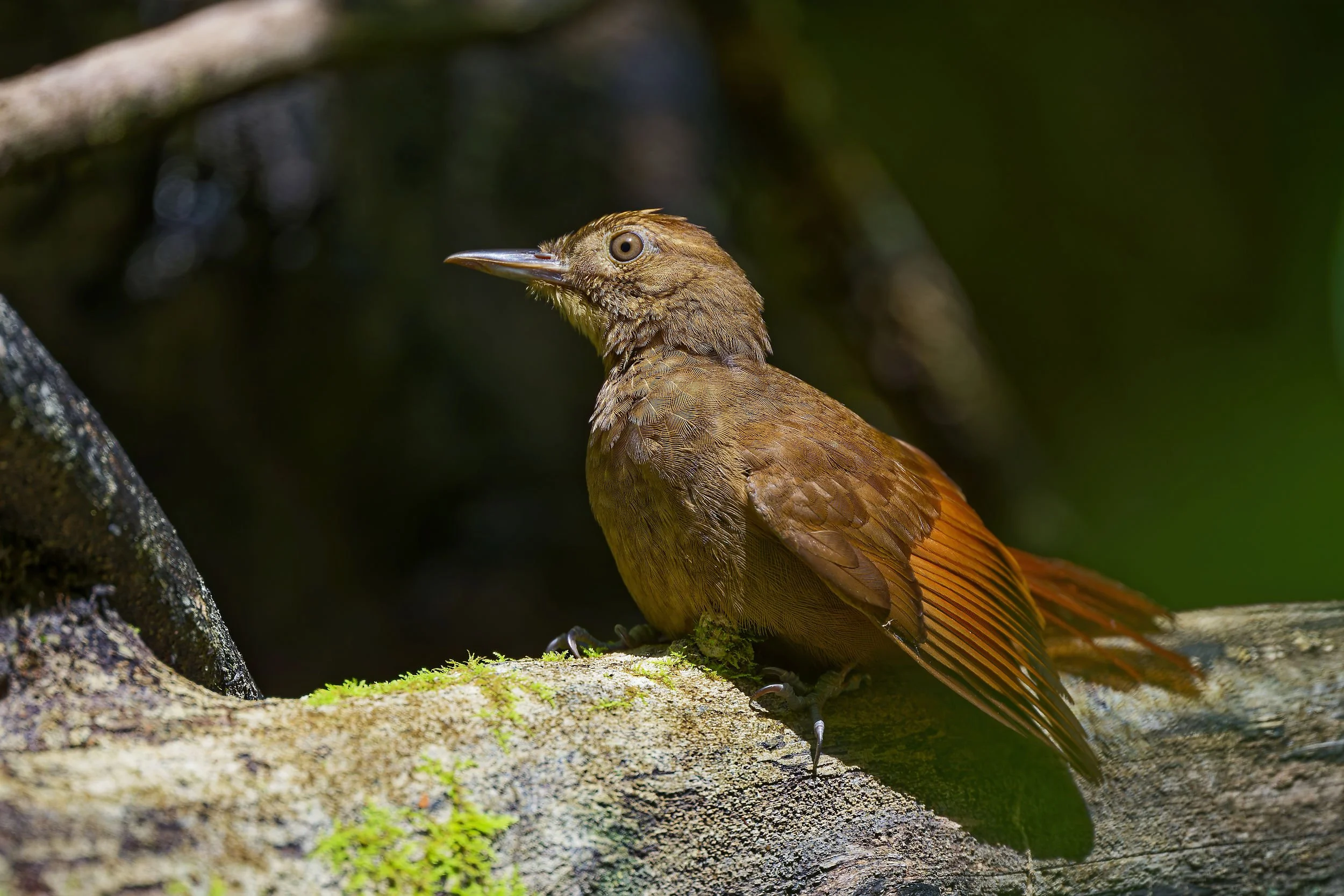 _DSC2345glong tailed sliky flycatcher.jpg