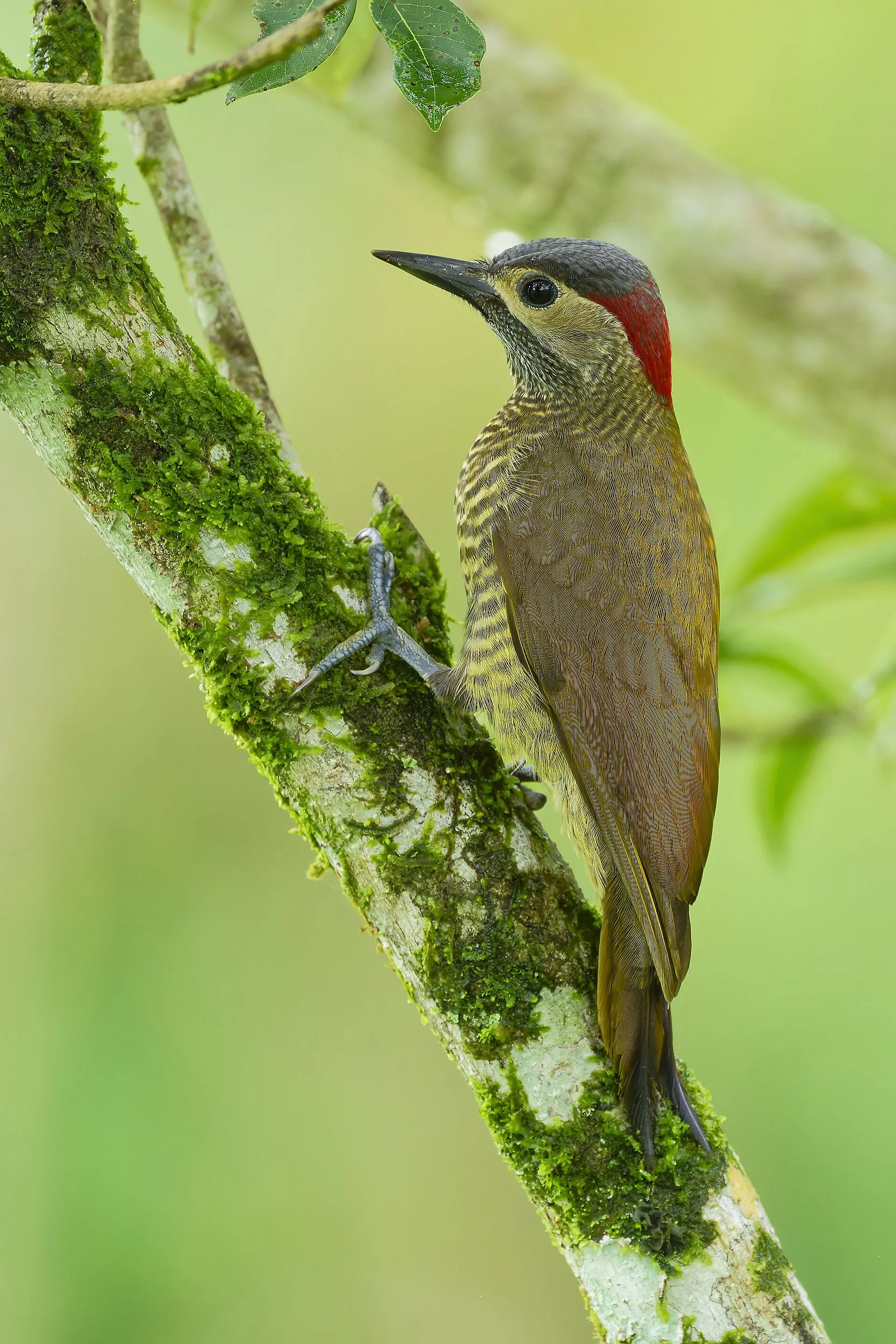_DSC2398golden olive woodpeckerlong tailed sliky flycatcher.jpg