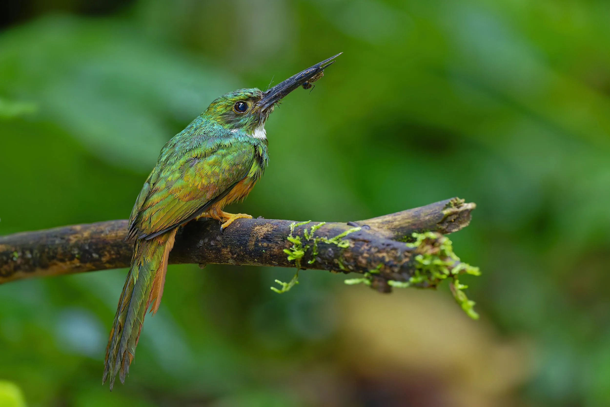 _DSC3136rufous tailed jacamar3long tailed sliky flycatcher.jpg