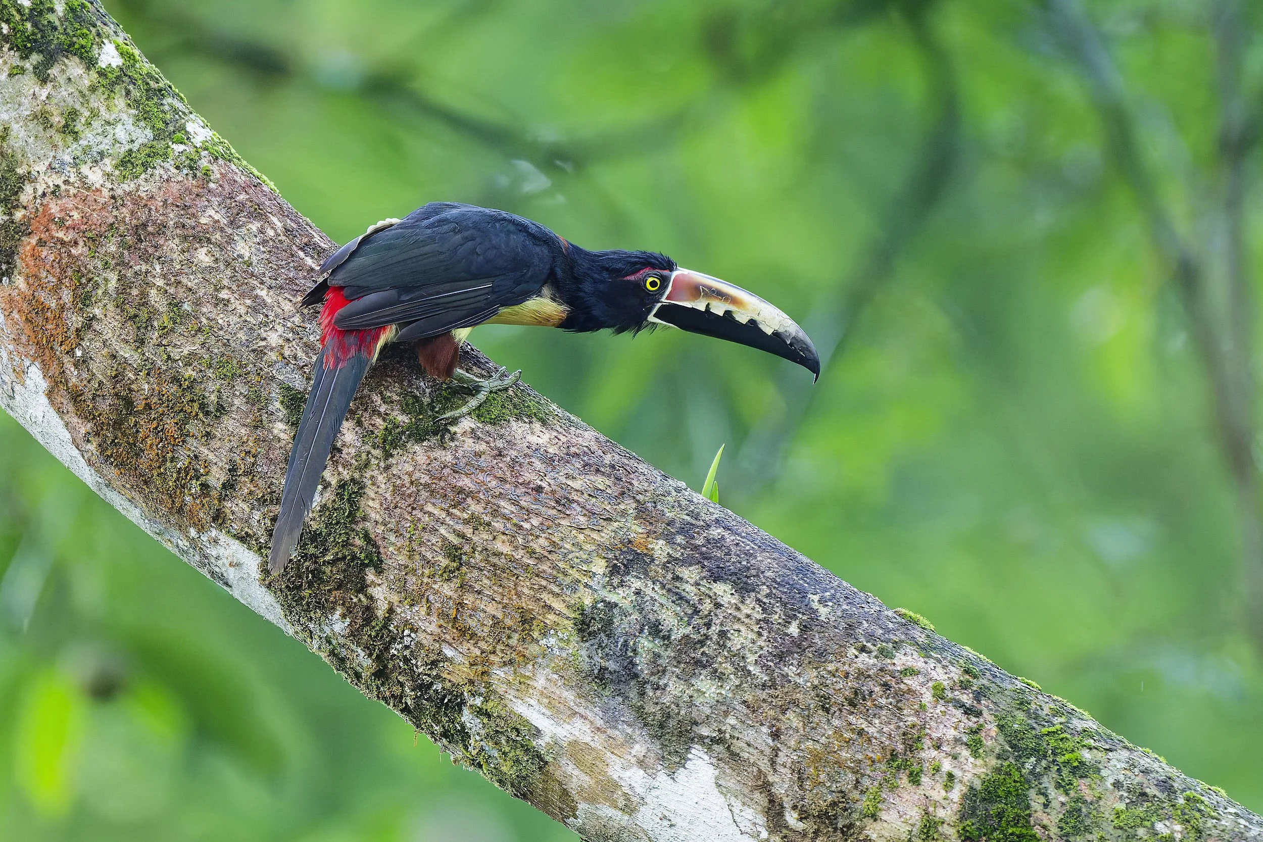 _DSC3260callared aracarilong tailed sliky flycatcher.jpg