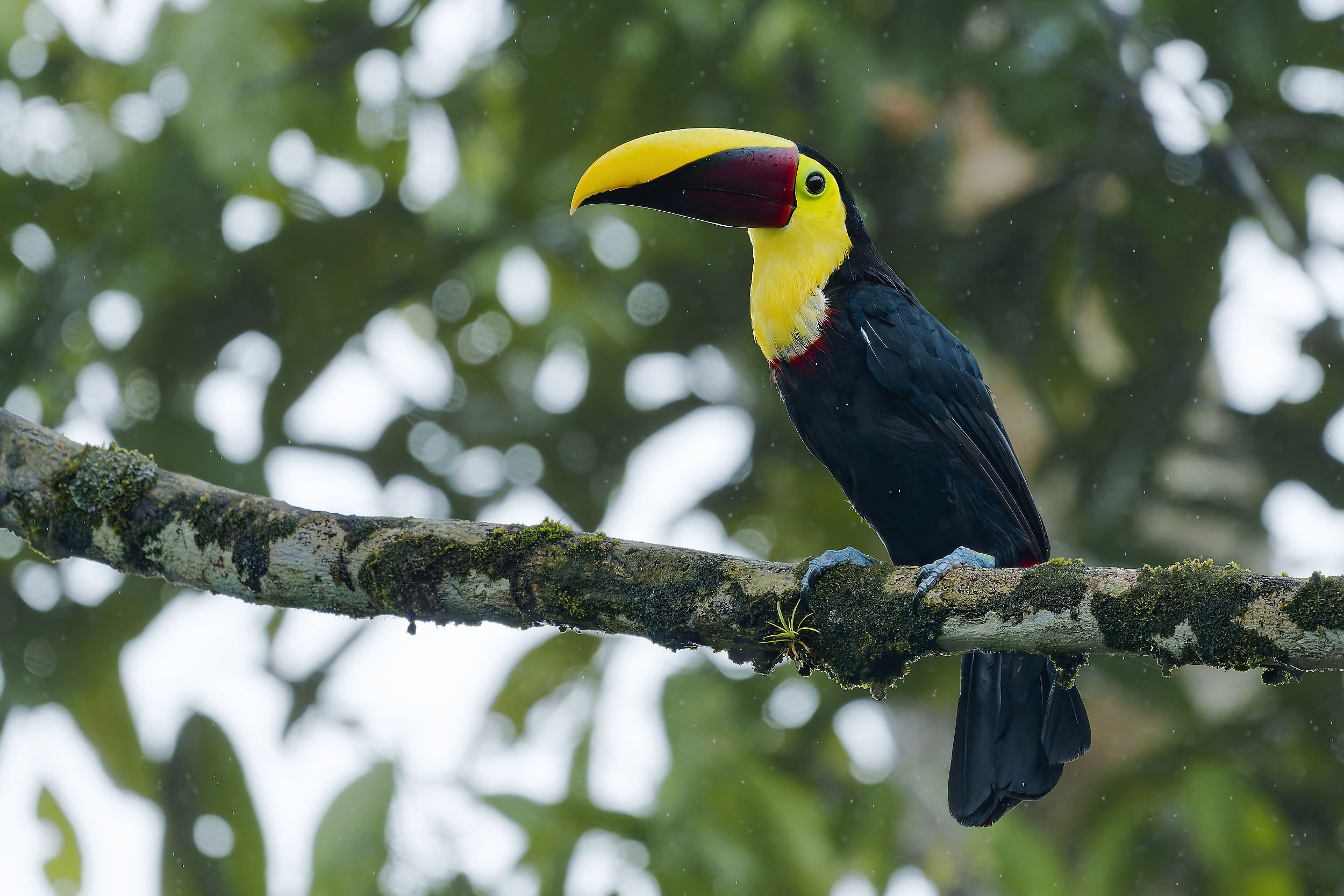 _DSC3571yellow throated toucan2long tailed sliky flycatcher.jpg