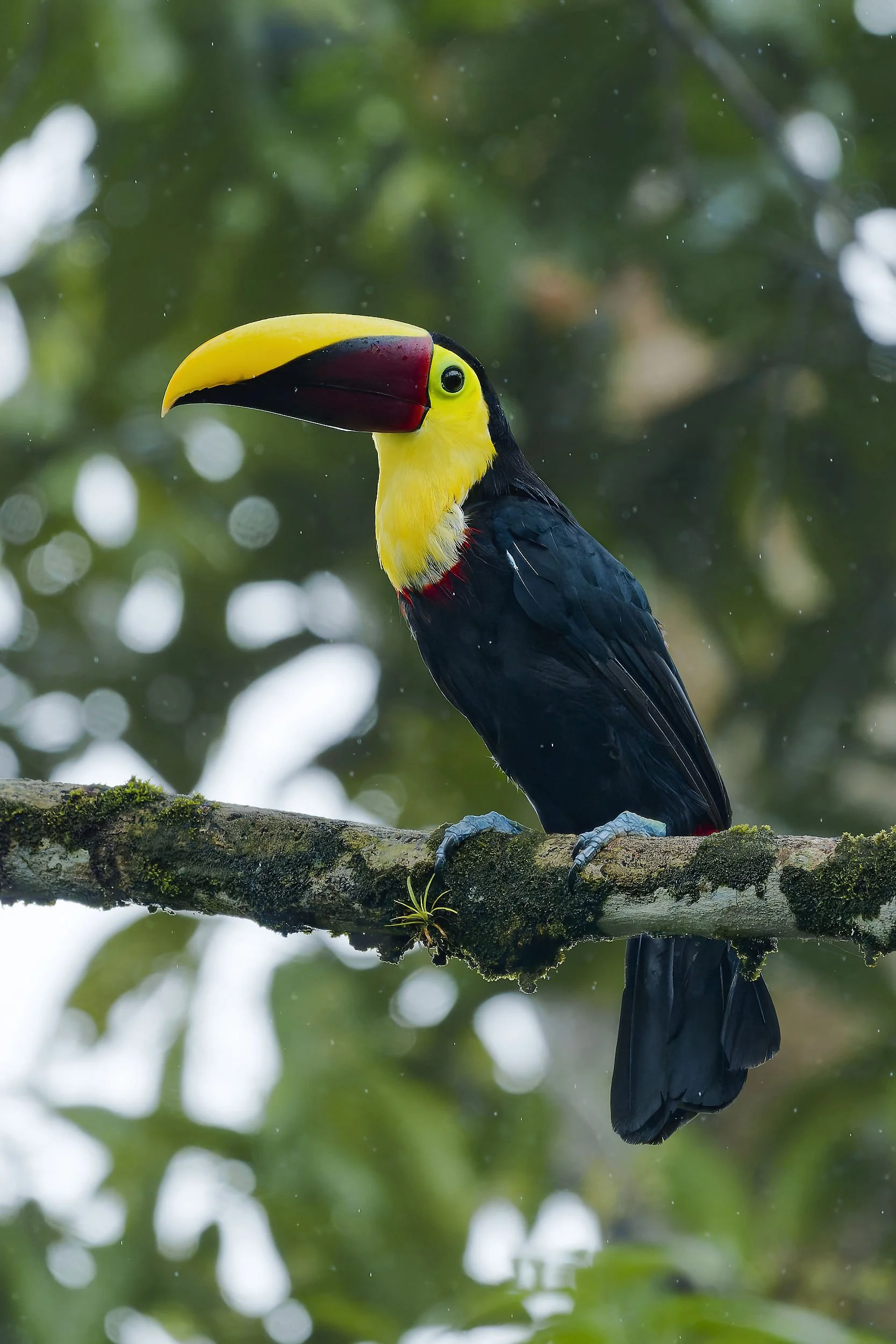 _DSC3571yellow throated toucan3long tailed sliky flycatcher.jpg