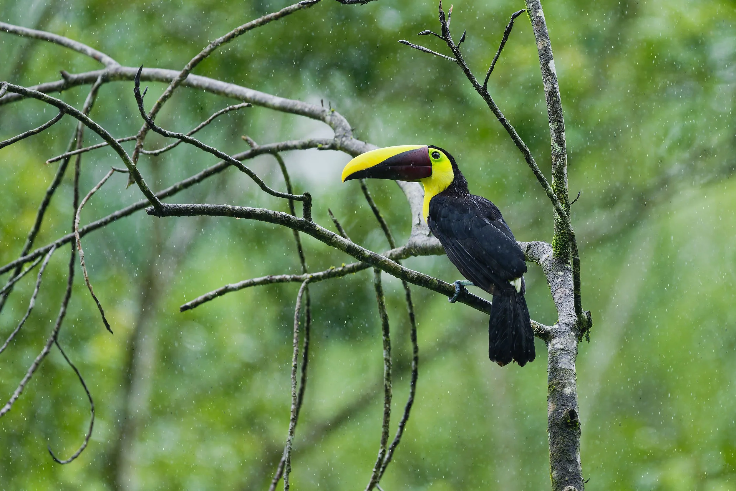 _DSC3678yellow throated toucan4long tailed sliky flycatcher.jpg