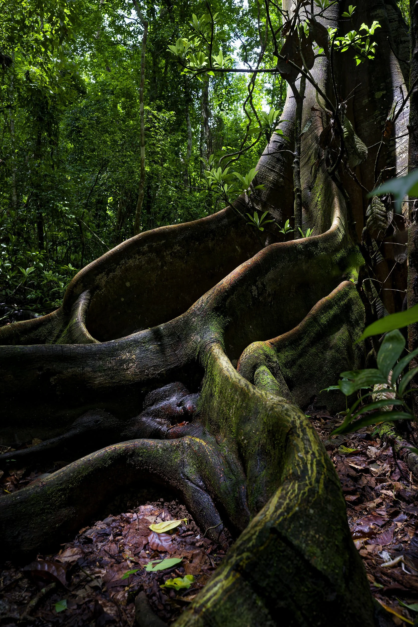 _DSC3718tree roots2long tailed sliky flycatcher.jpg