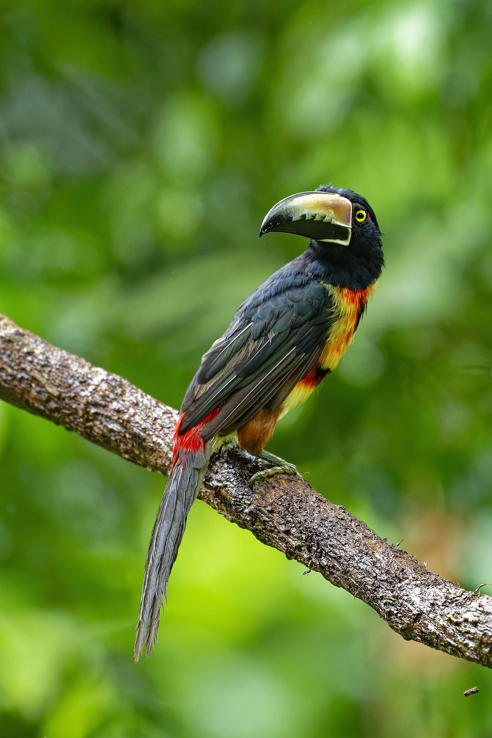 _DSC3786aracari 4long tailed sliky flycatcher.jpg