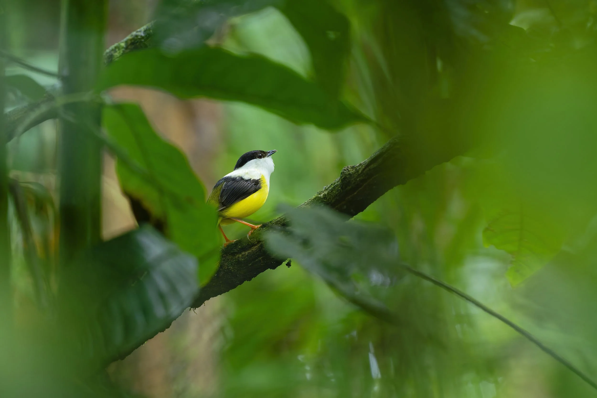 _DSC3916white collared manakin5long tailed sliky flycatcher.jpg