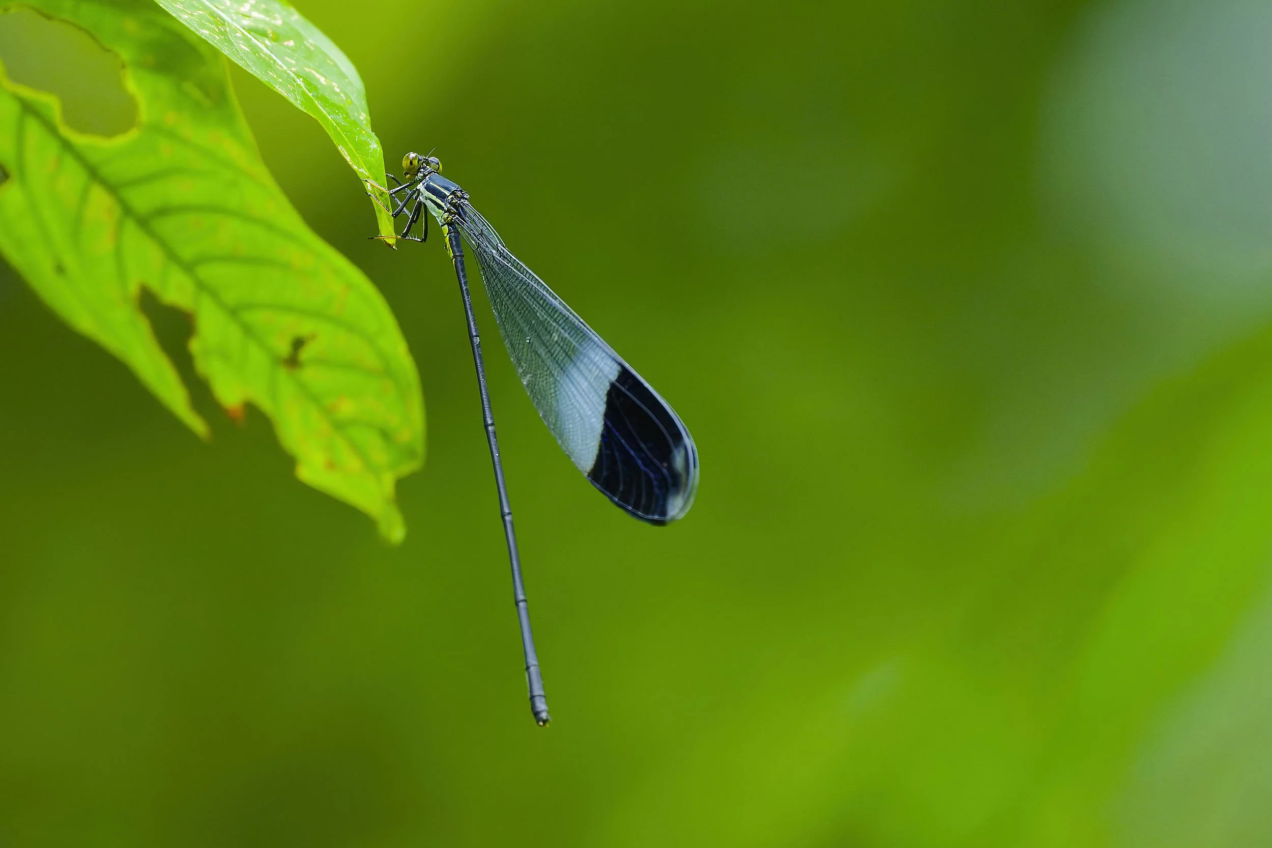 _DSC4129dameselflylong tailed sliky flycatcher.jpg