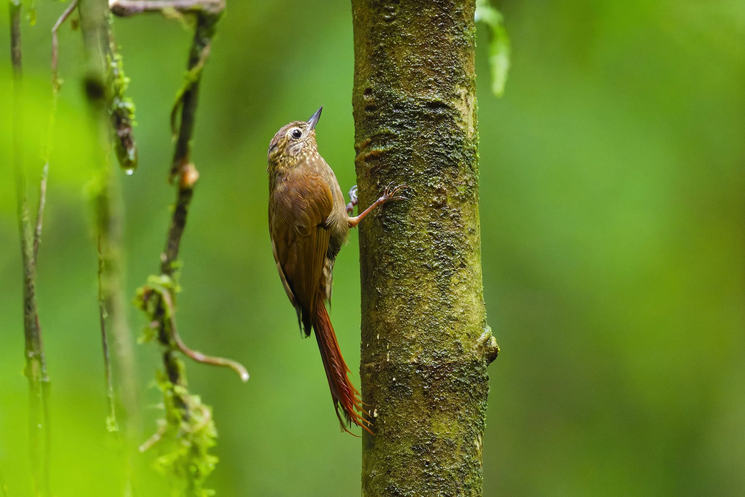 _DSC4135wedge billed woodcreeperlong tailed sliky flycatcher.jpg