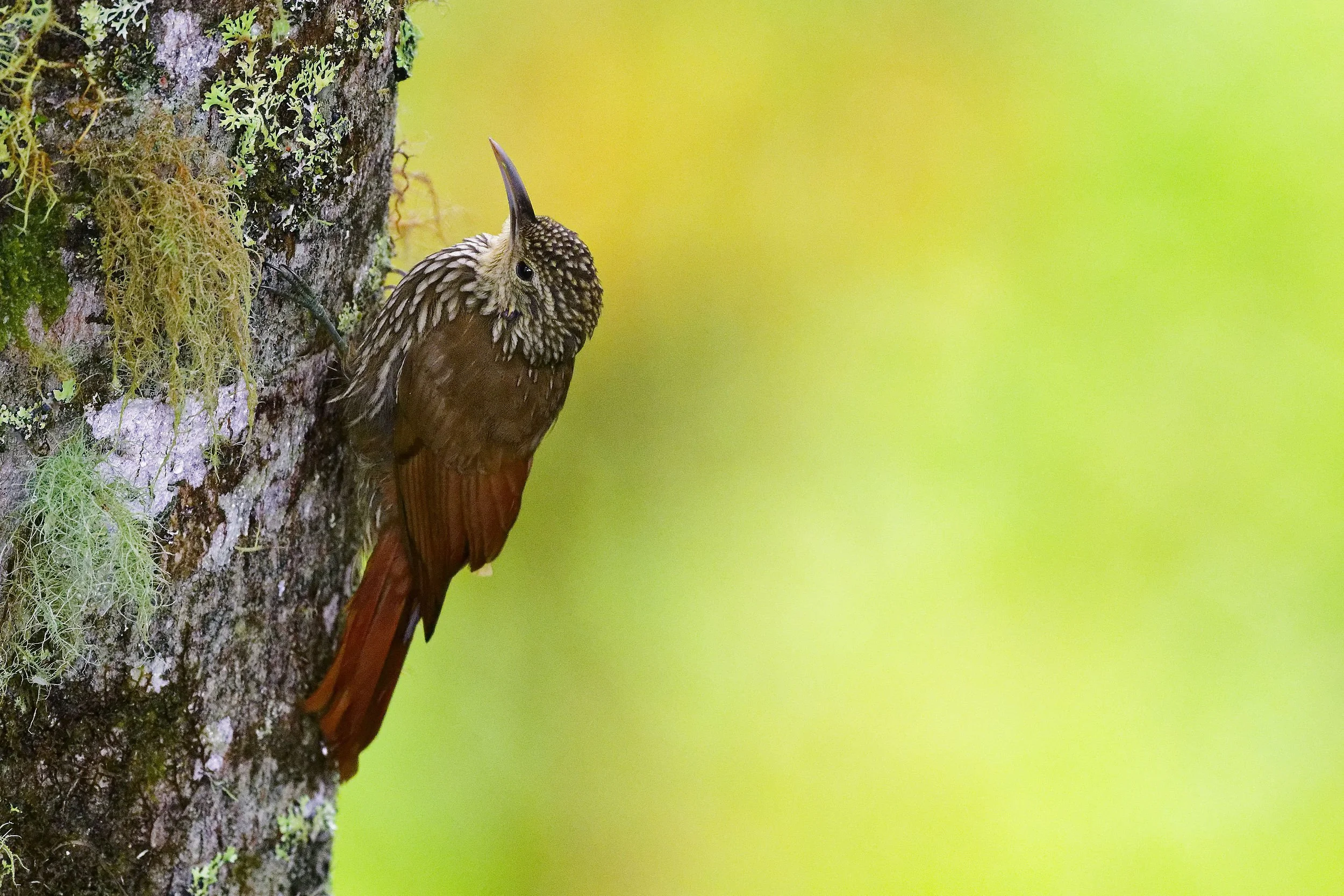 _DSC4155woodcreeper2long tailed sliky flycatcher.jpg