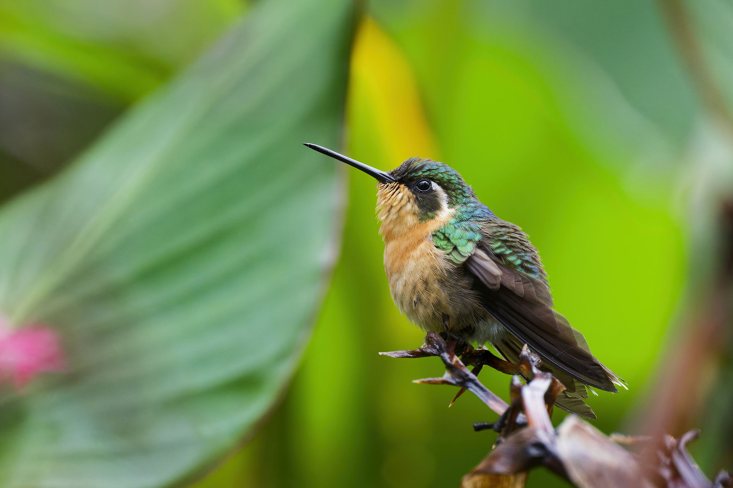 _DSC4330purple throated mountain gemlong tailed sliky flycatcher.jpg