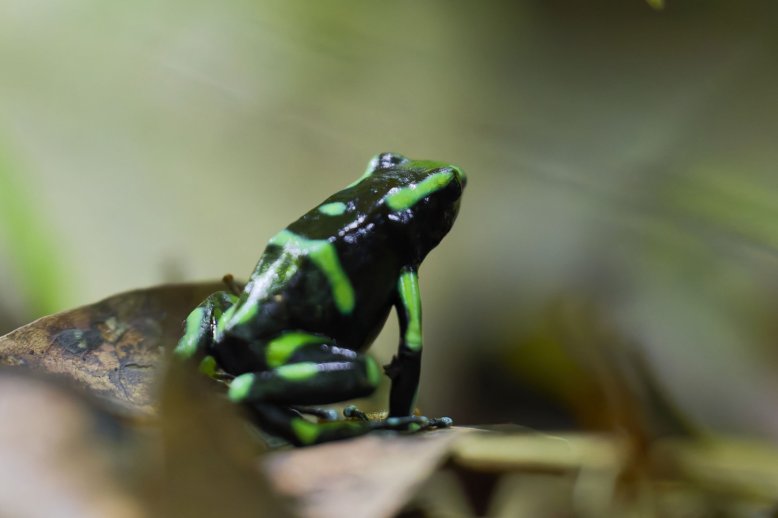 _DSC4494black and green poison frog3long tailed sliky flycatcher.jpg
