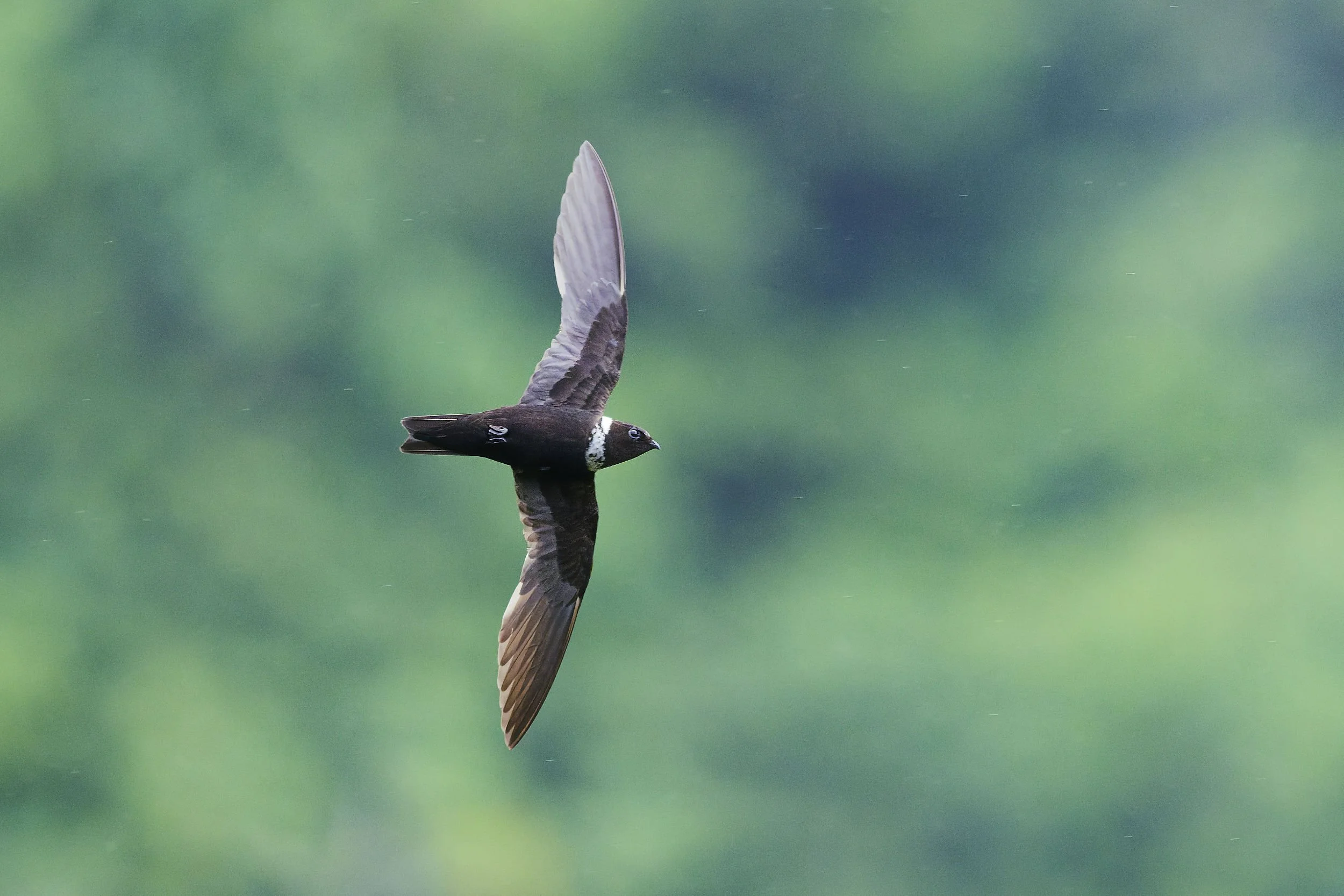 _DSC4356white collared swift11long tailed sliky flycatcher.jpg