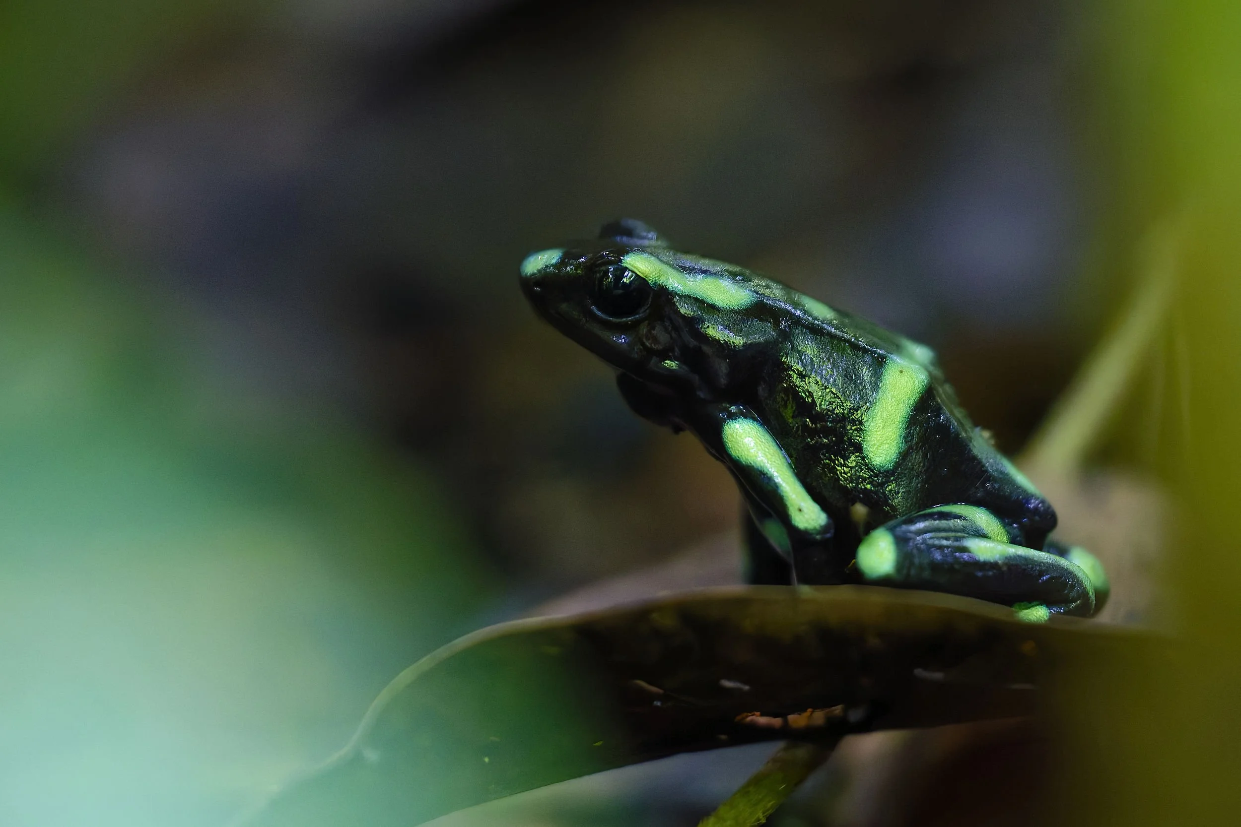_DSC4576black and green poison frog2long tailed sliky flycatcher.jpg
