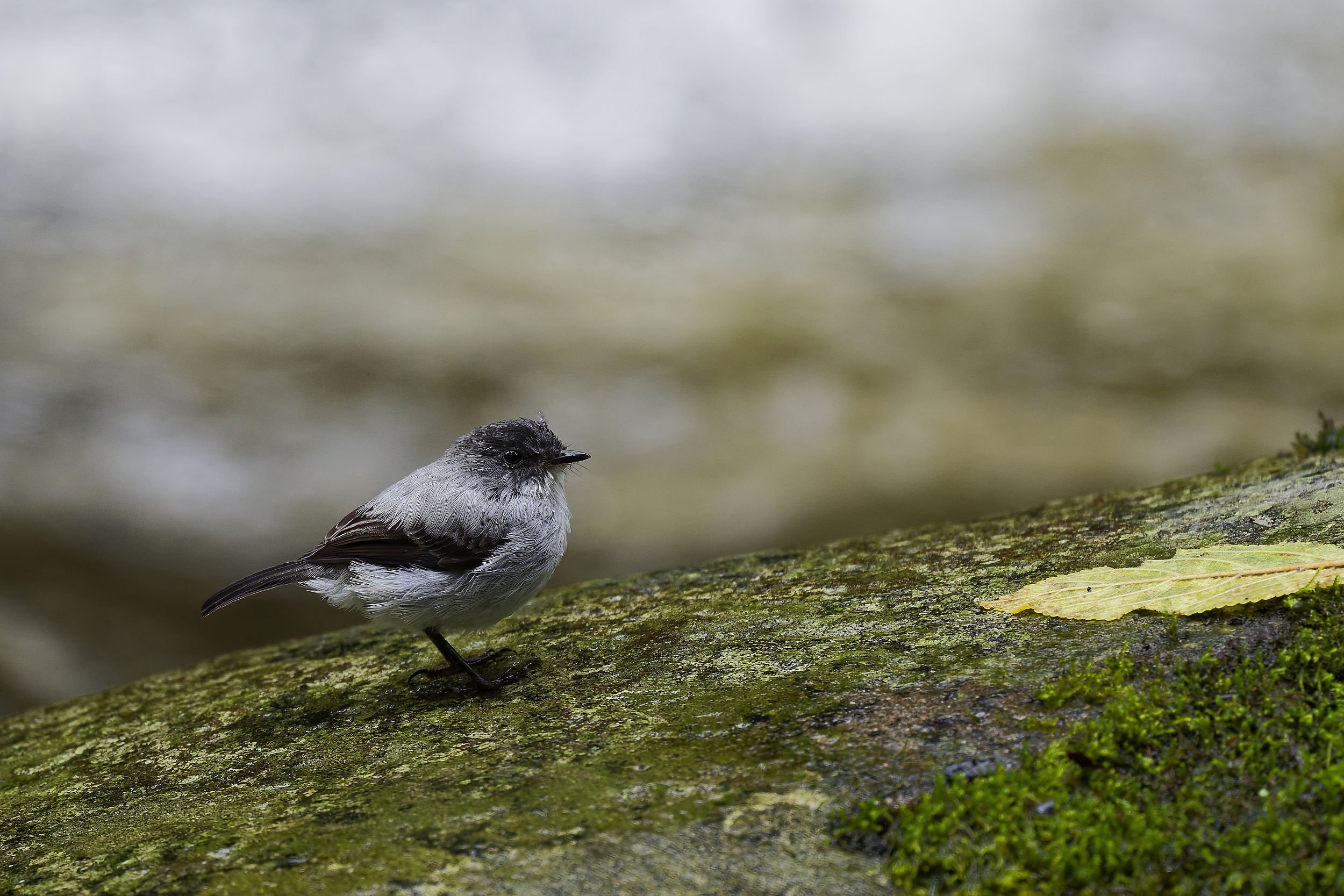 _DSC4997torret tyranulet2long tailed sliky flycatcher.jpg
