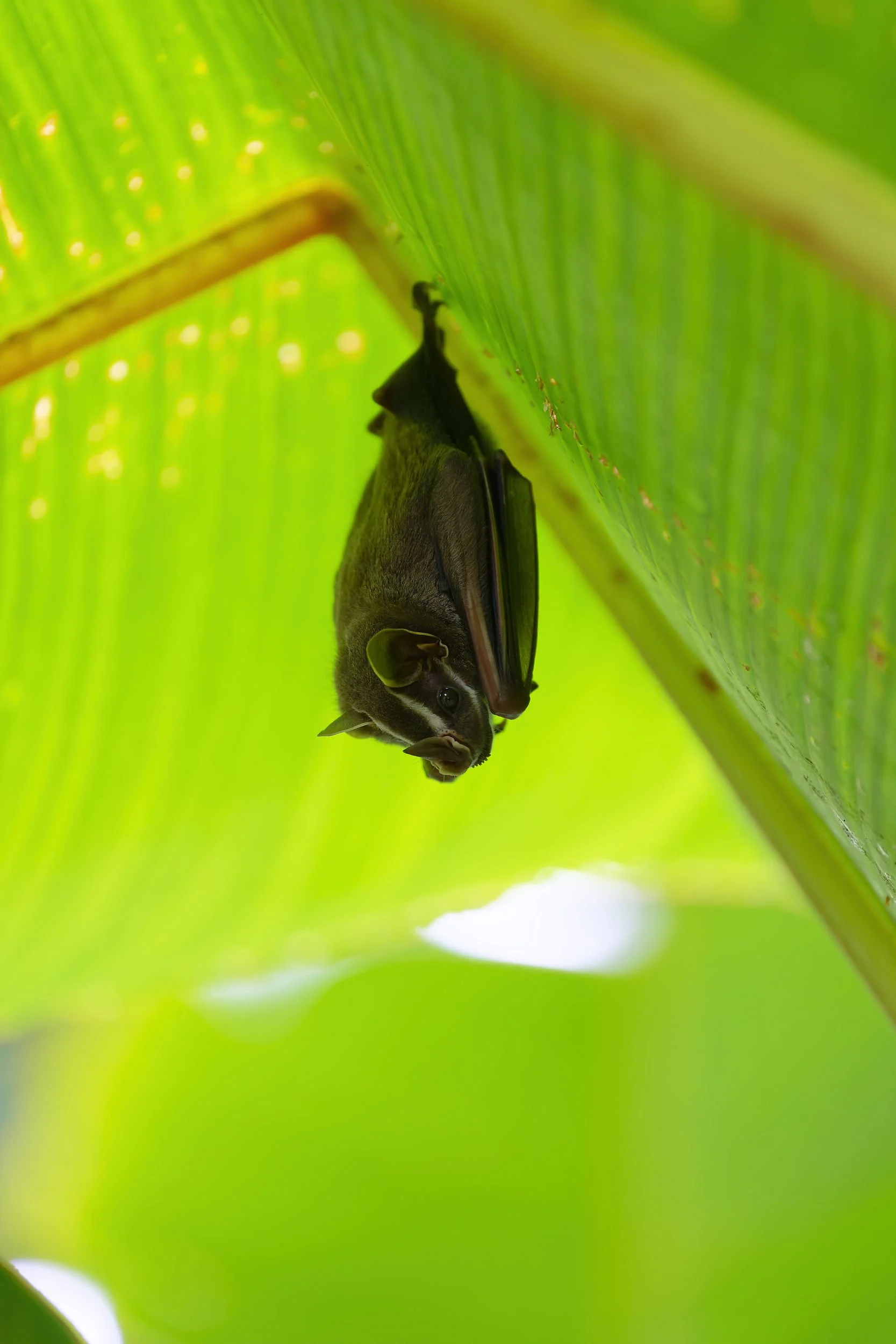 _DSC5147mesoamerican tent making bat 5long tailed sliky flycatcher.jpg