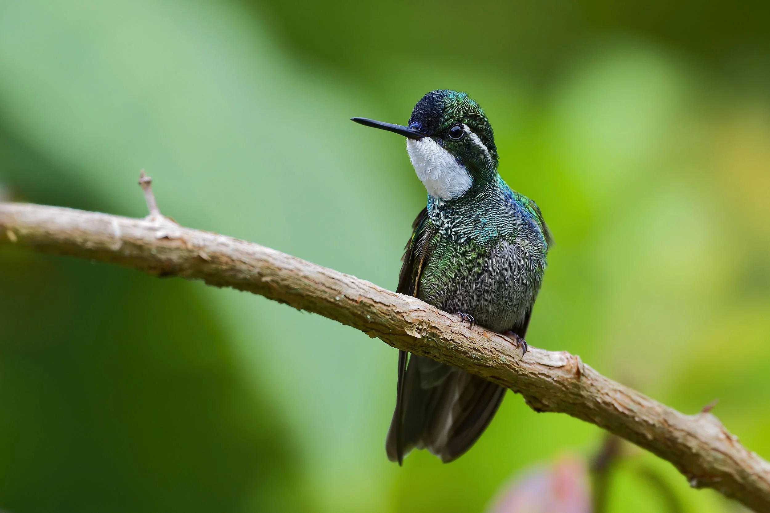 _DSC5232mountain gemlong tailed sliky flycatcher.jpg