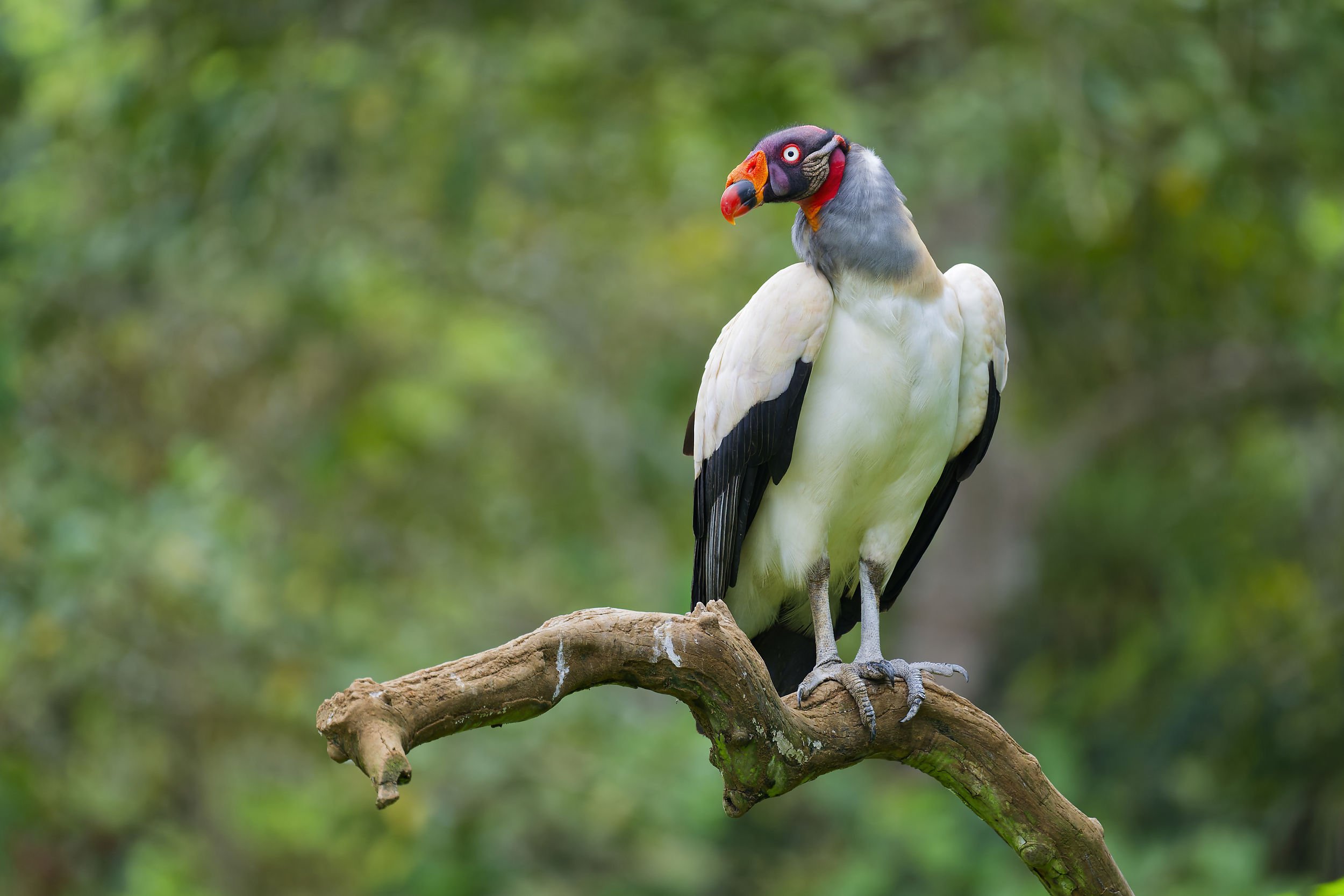 _DSC5348king vulture 6long tailed sliky flycatcher.jpg