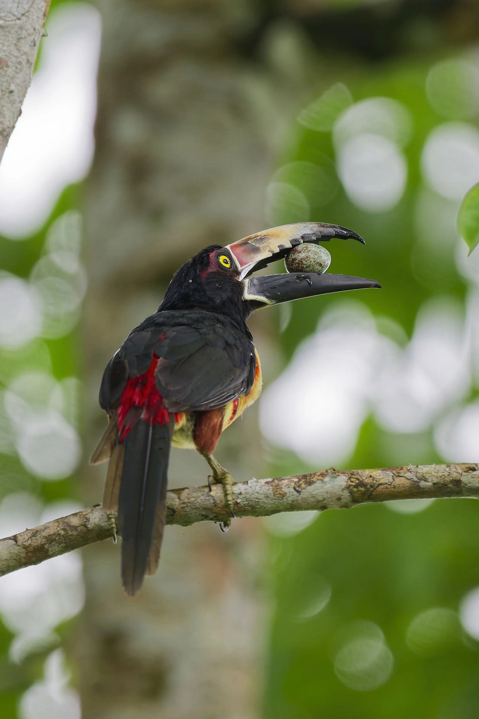 _DSC5442aracari with egglong tailed sliky flycatcher.jpg