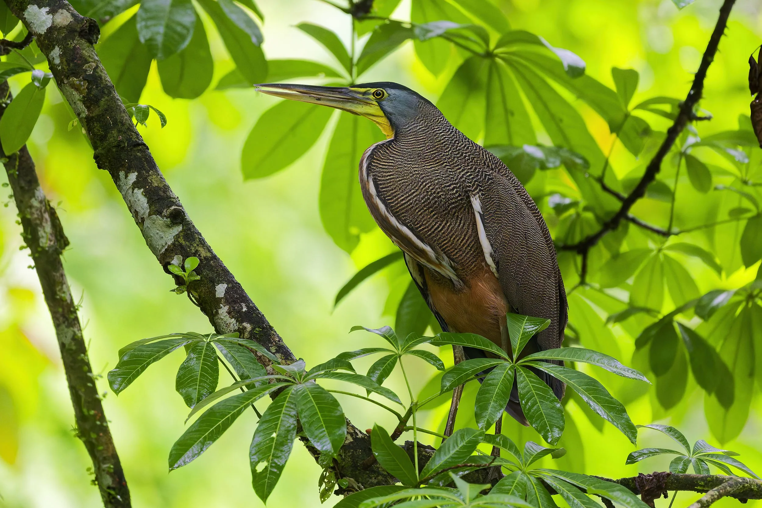 _DSC5402bare throated tiger heronlong tailed sliky flycatcher.jpg
